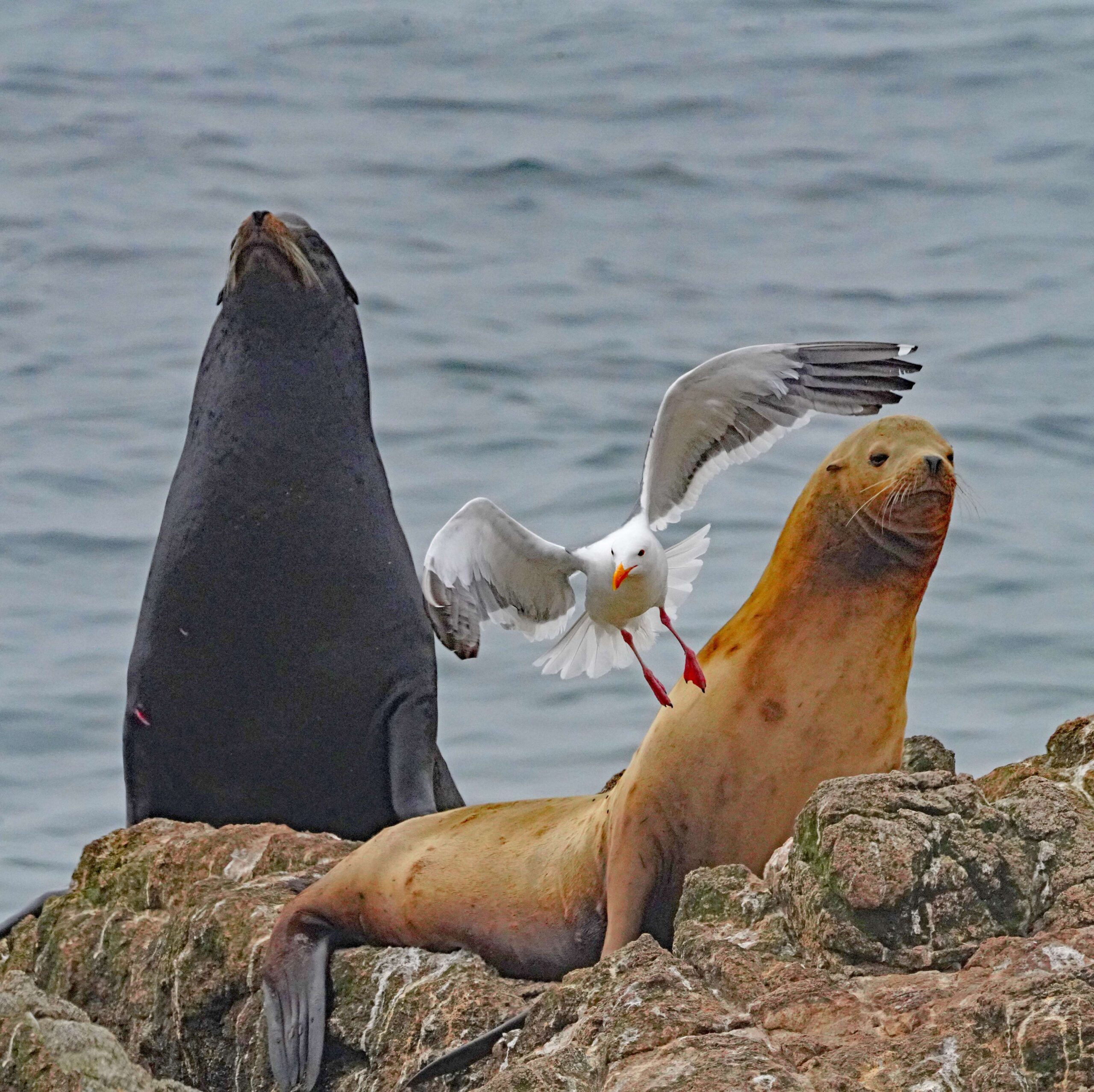 Western Gull and Sea Lions