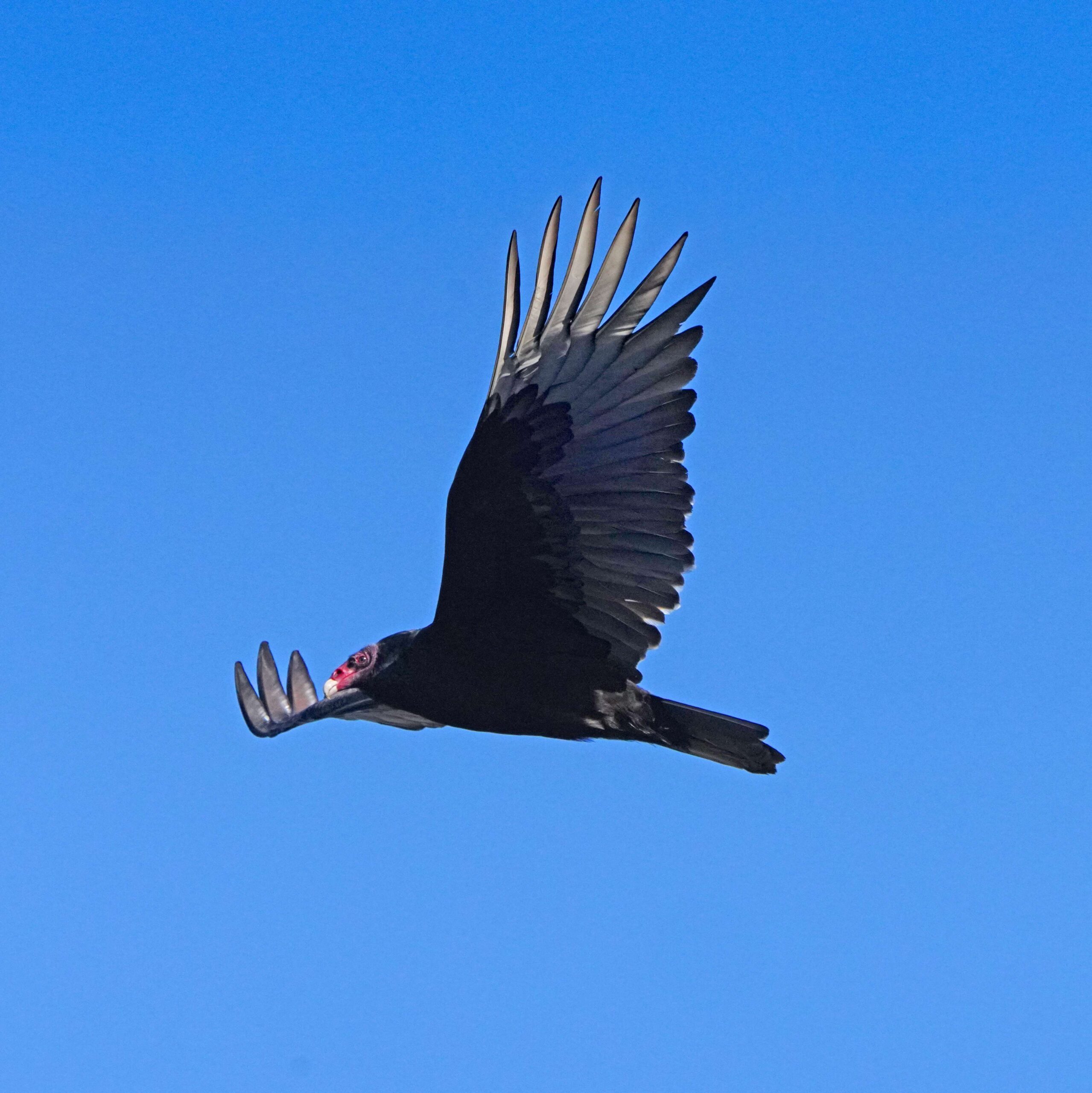Turkey Vulture