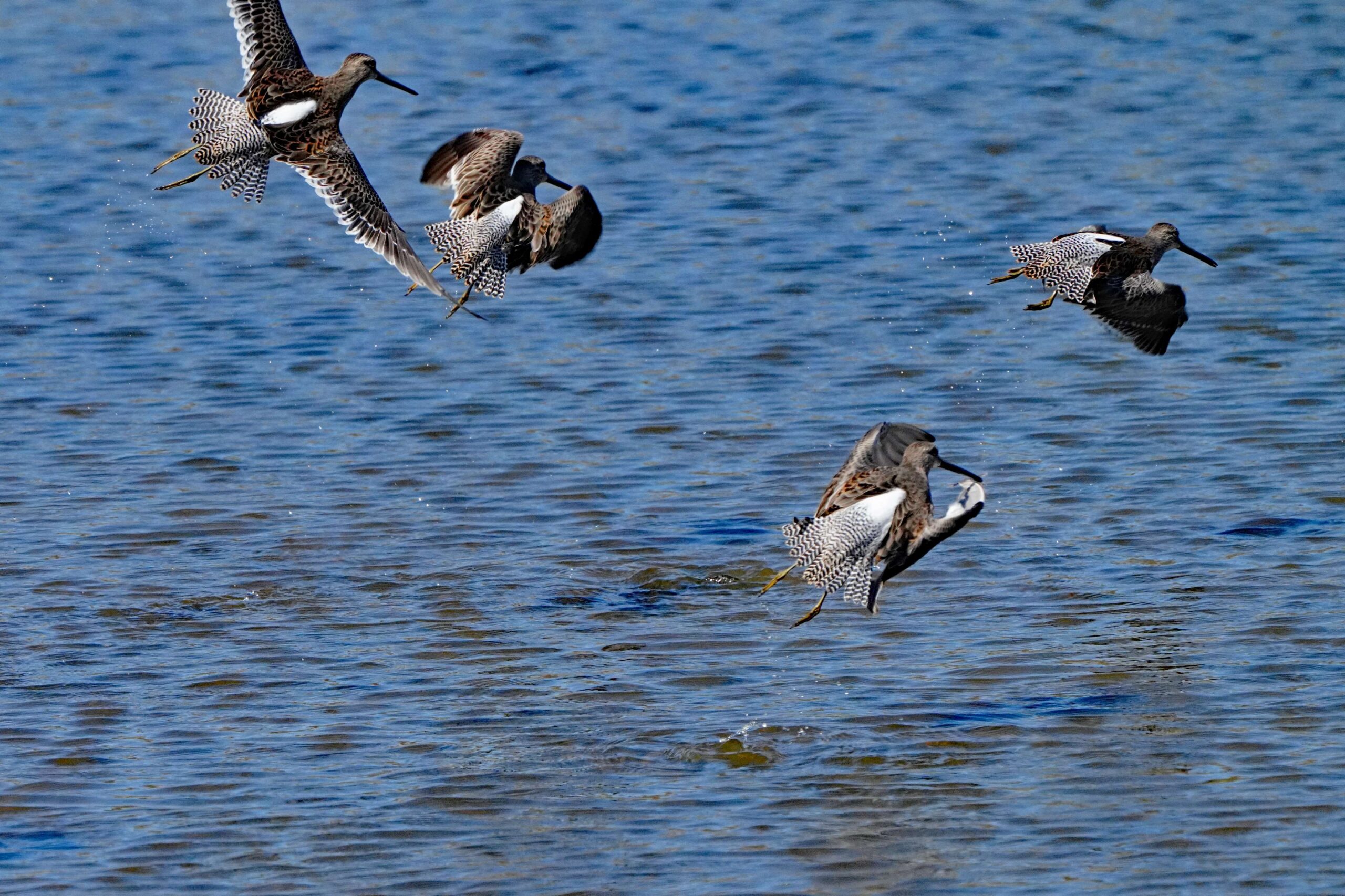 Long-billed Dowitcher