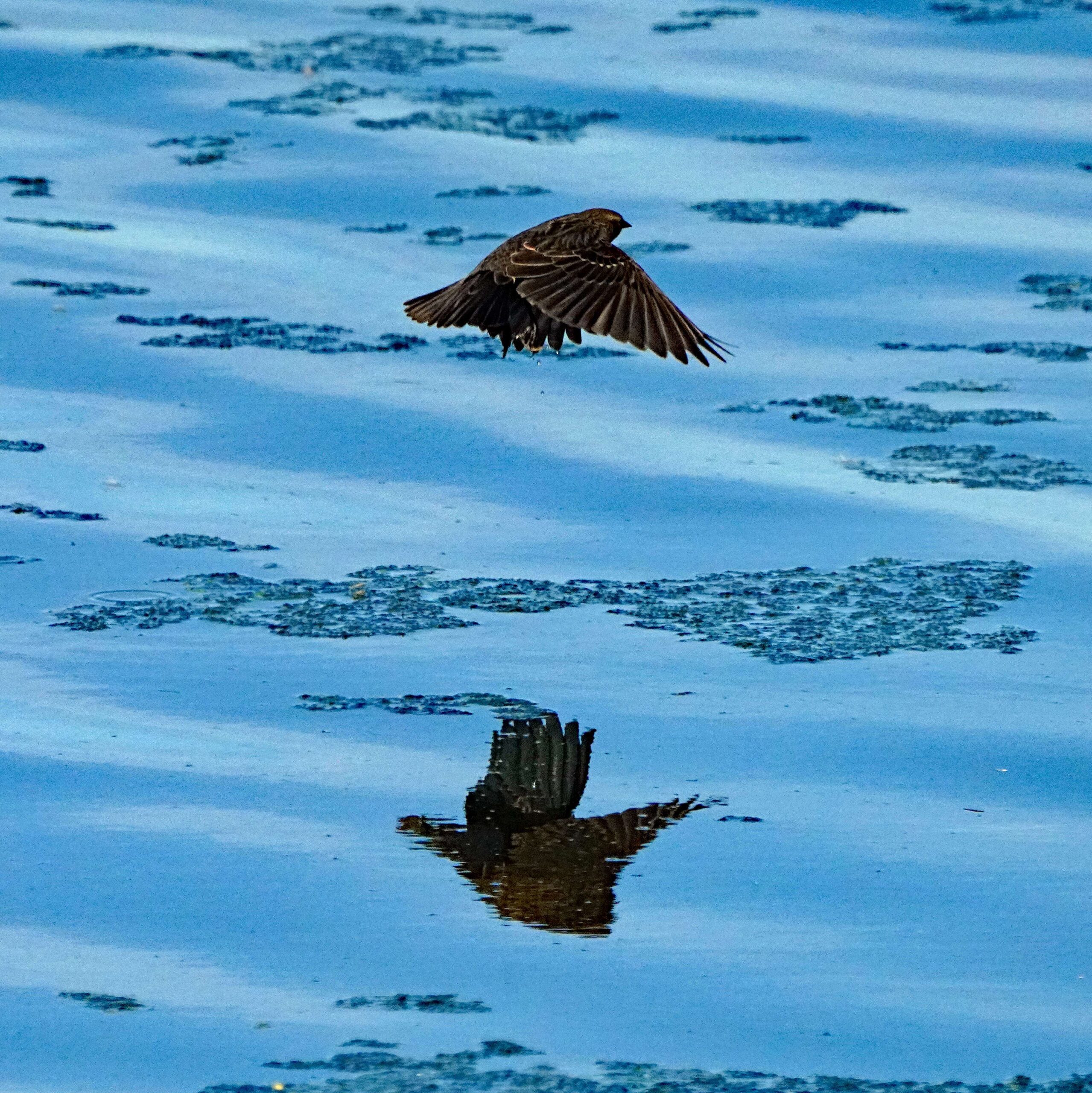 Red-winged Blackbird
