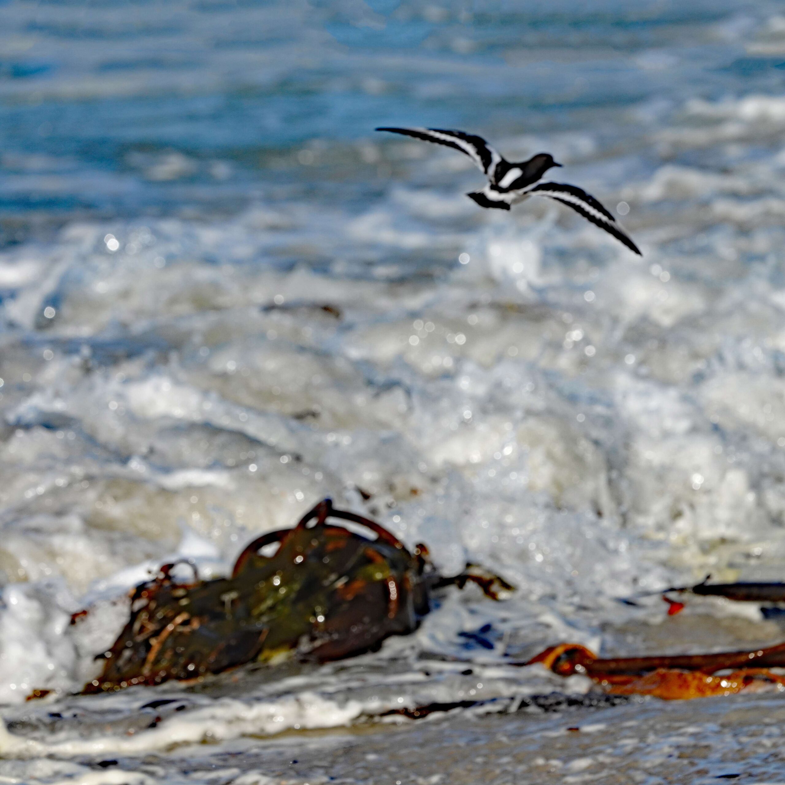 Black Turnstone