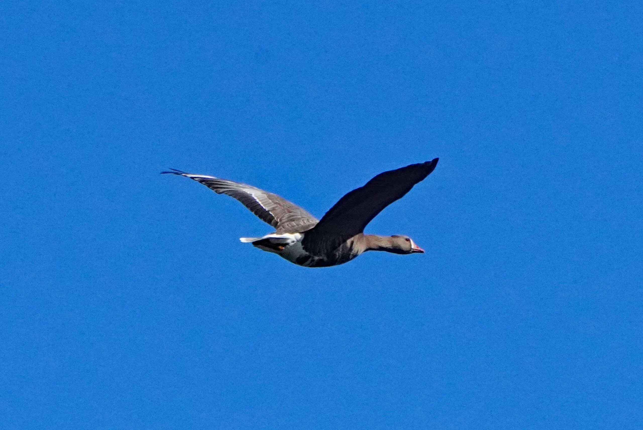 White-fronted Goose