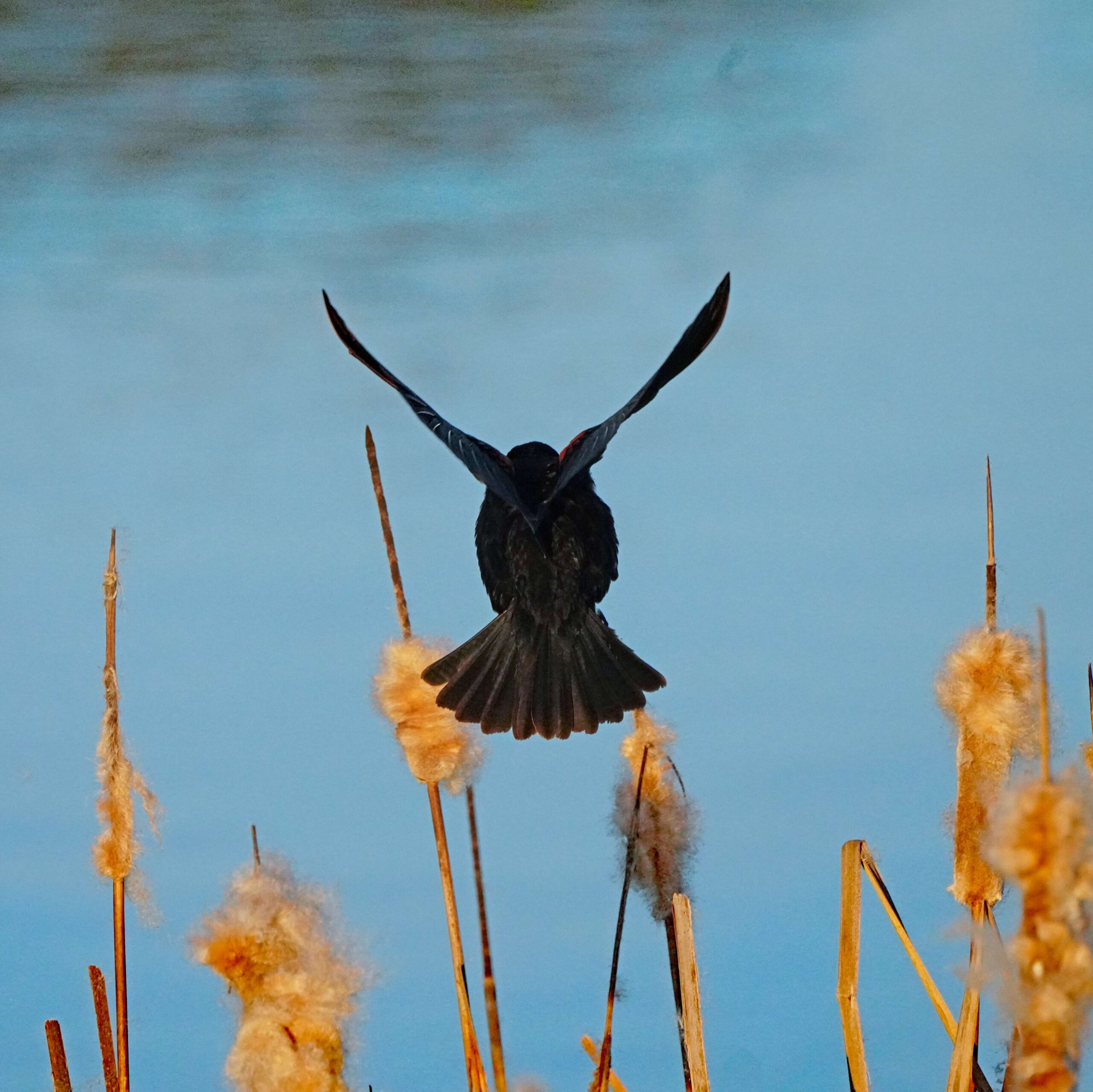 Red-winged Blackbird