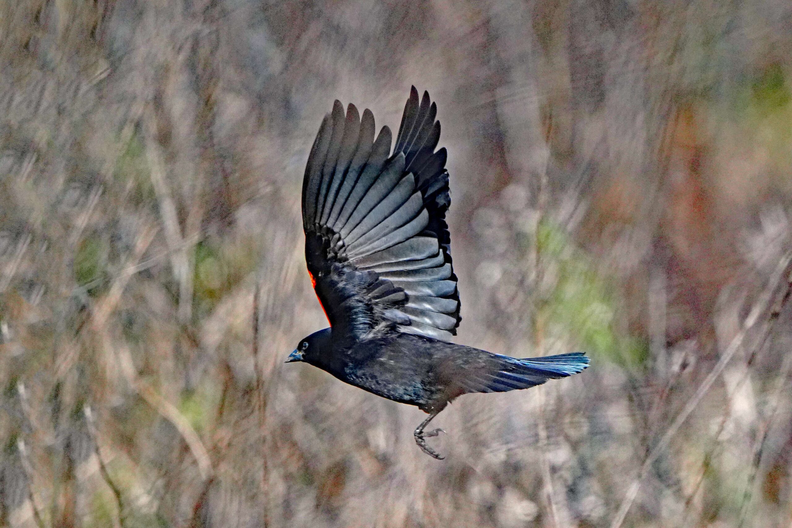 Red-winged Blackbird