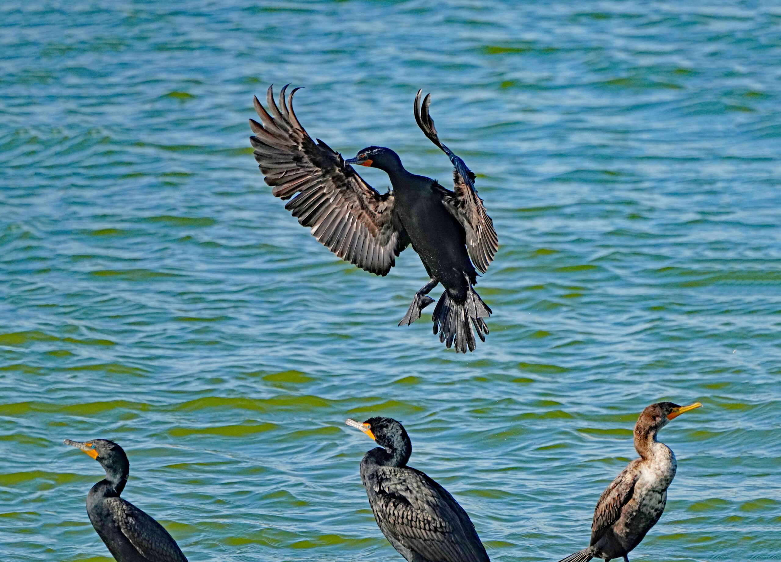 Double-crested Cormorant