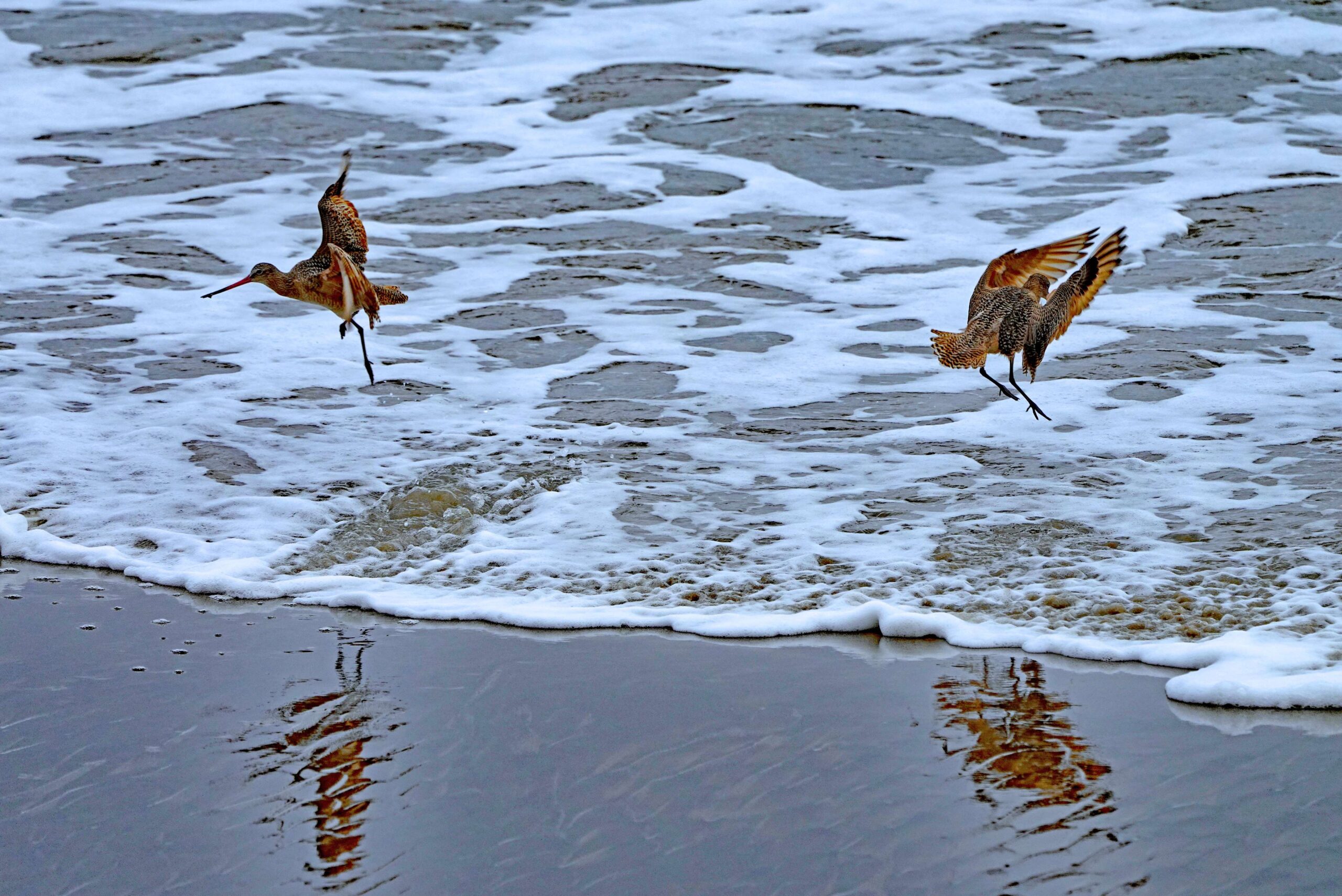 Marbled Godwits