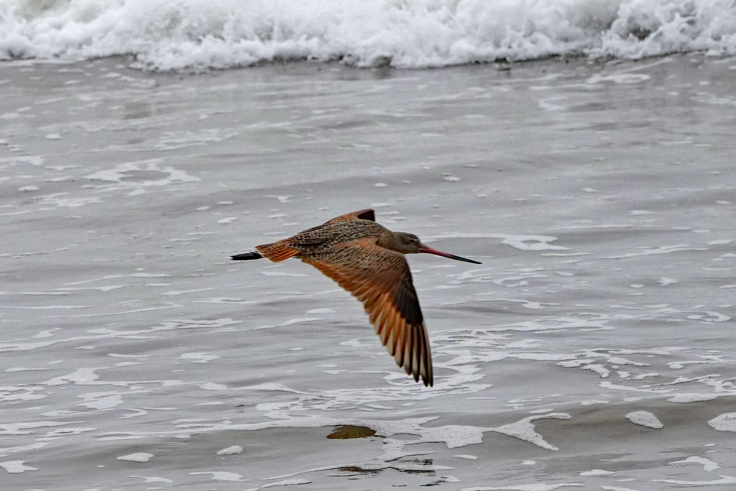 Marbled Godwits