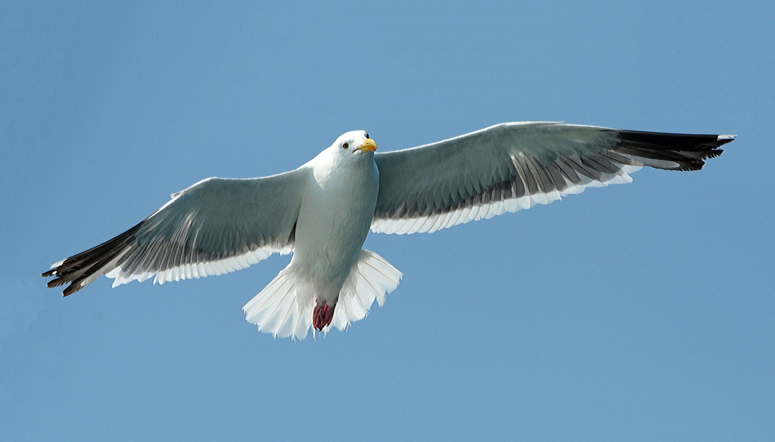 Western Gull