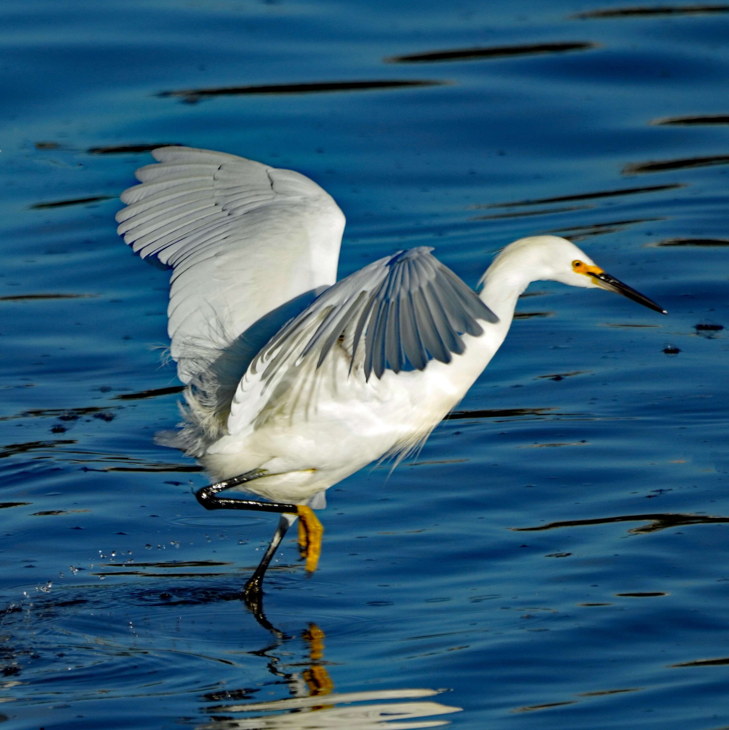 Snowy Egret