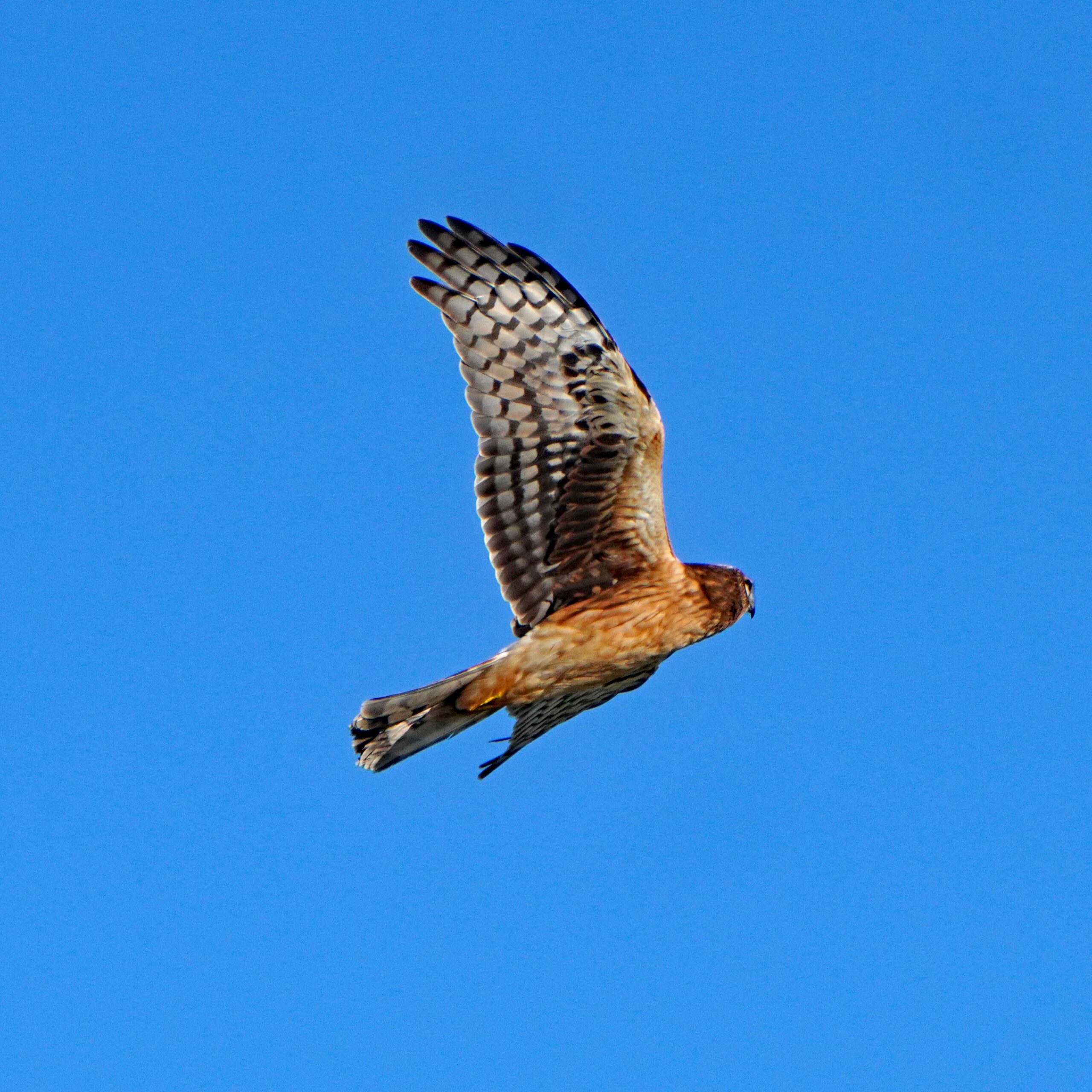 Northern Harrier