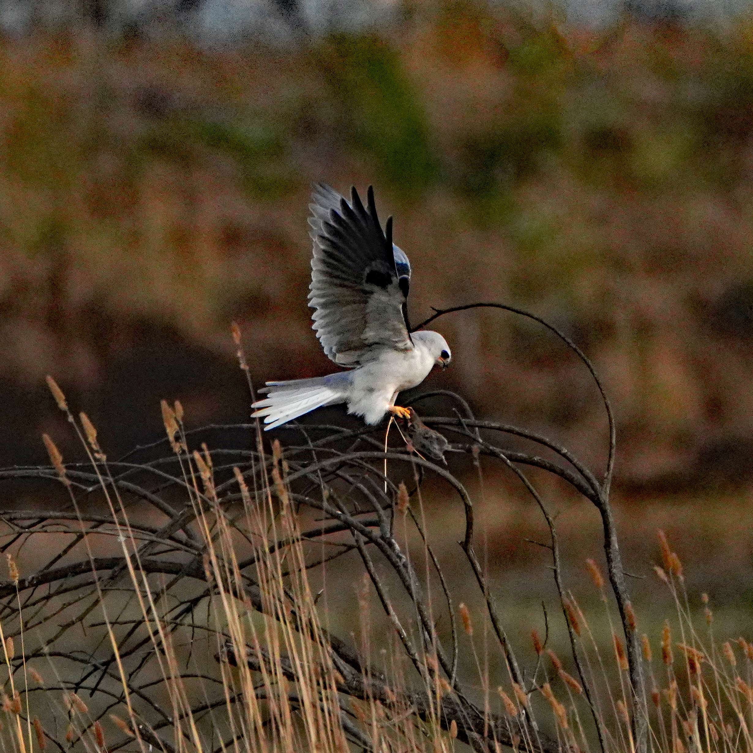White-tailed Kite