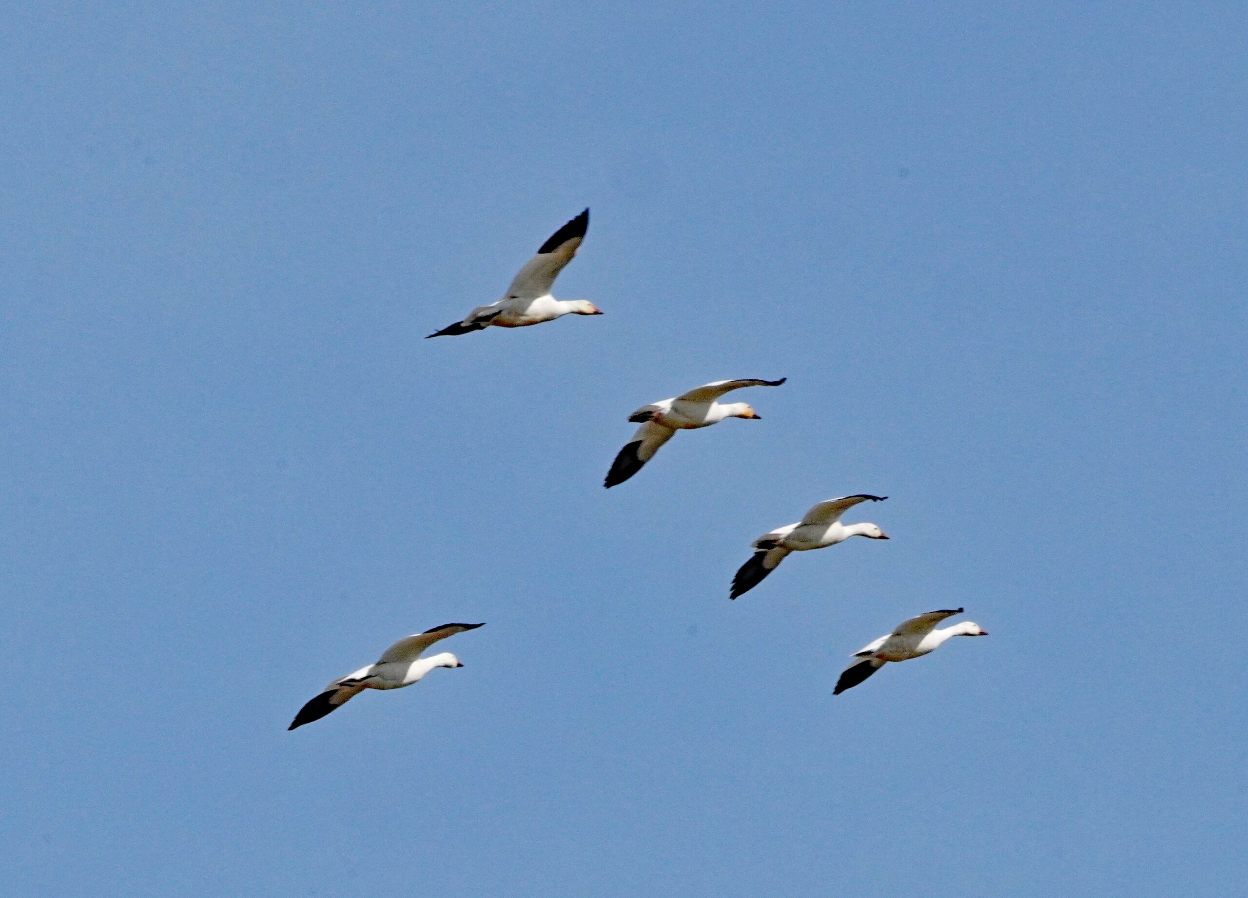 Snow Geese
