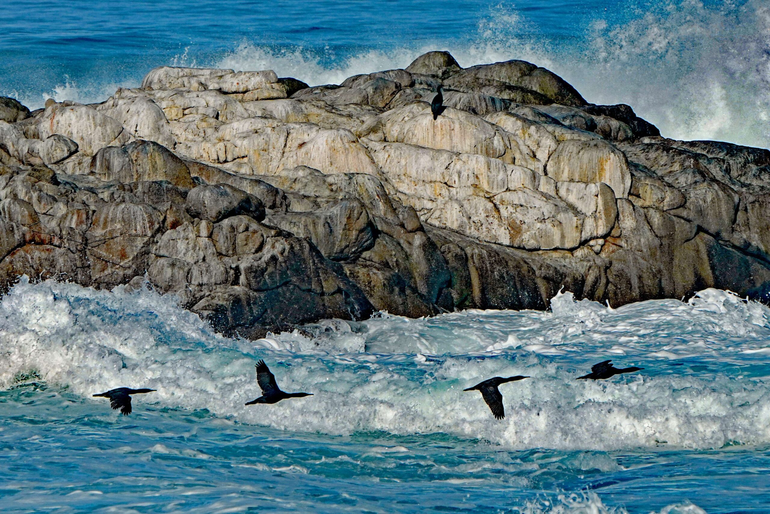 Pelagic Cormorants