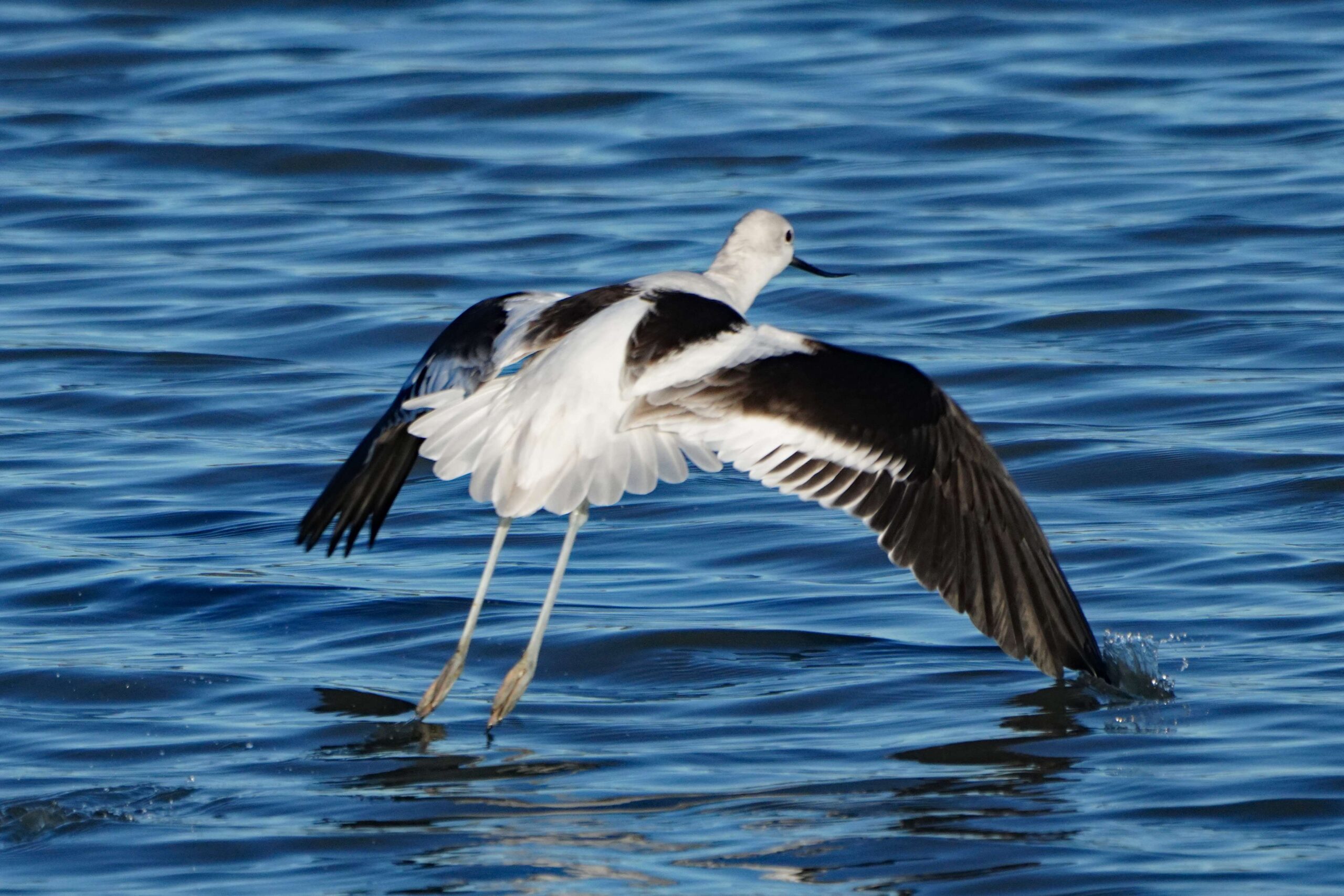 American Avocet