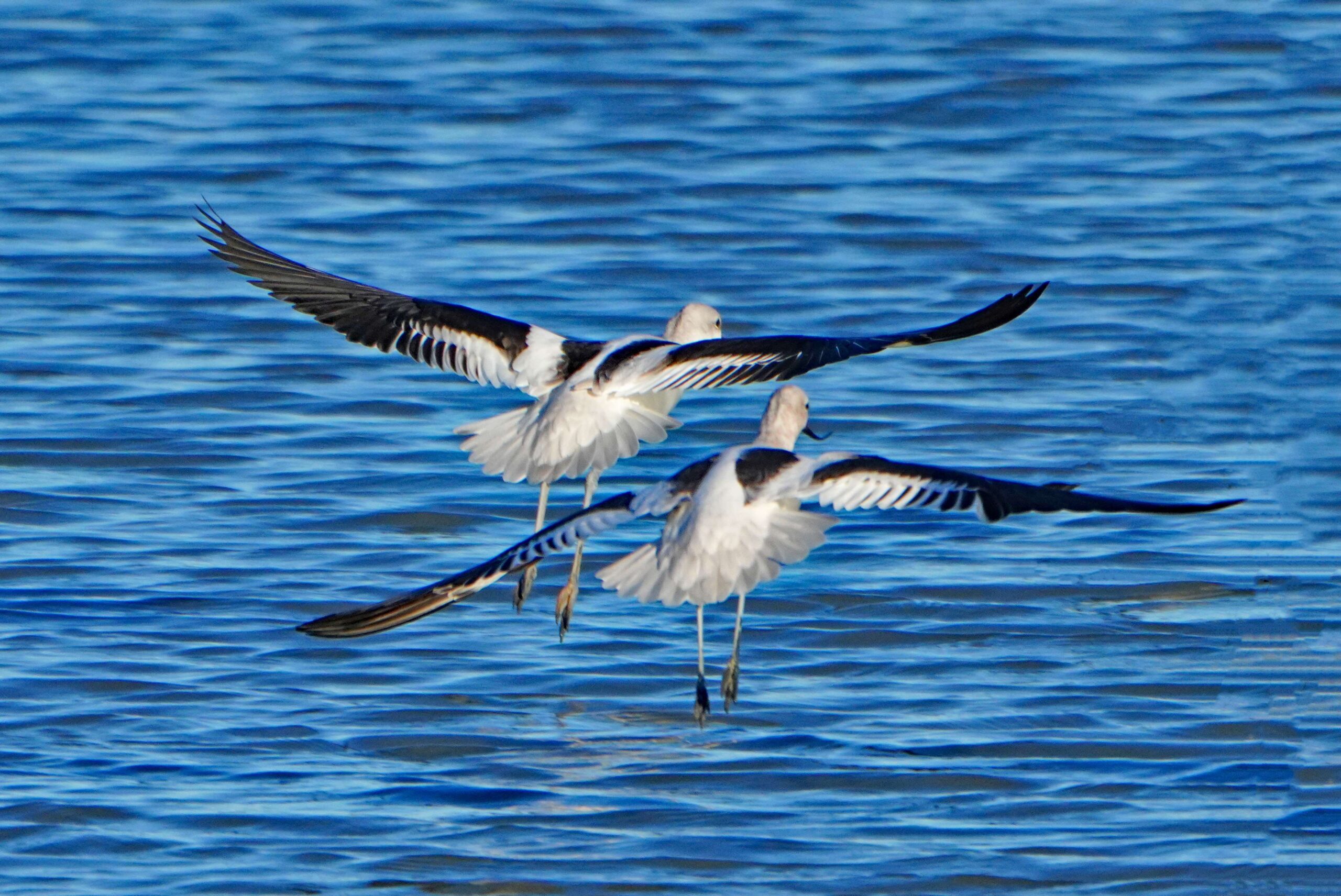 American Avocet