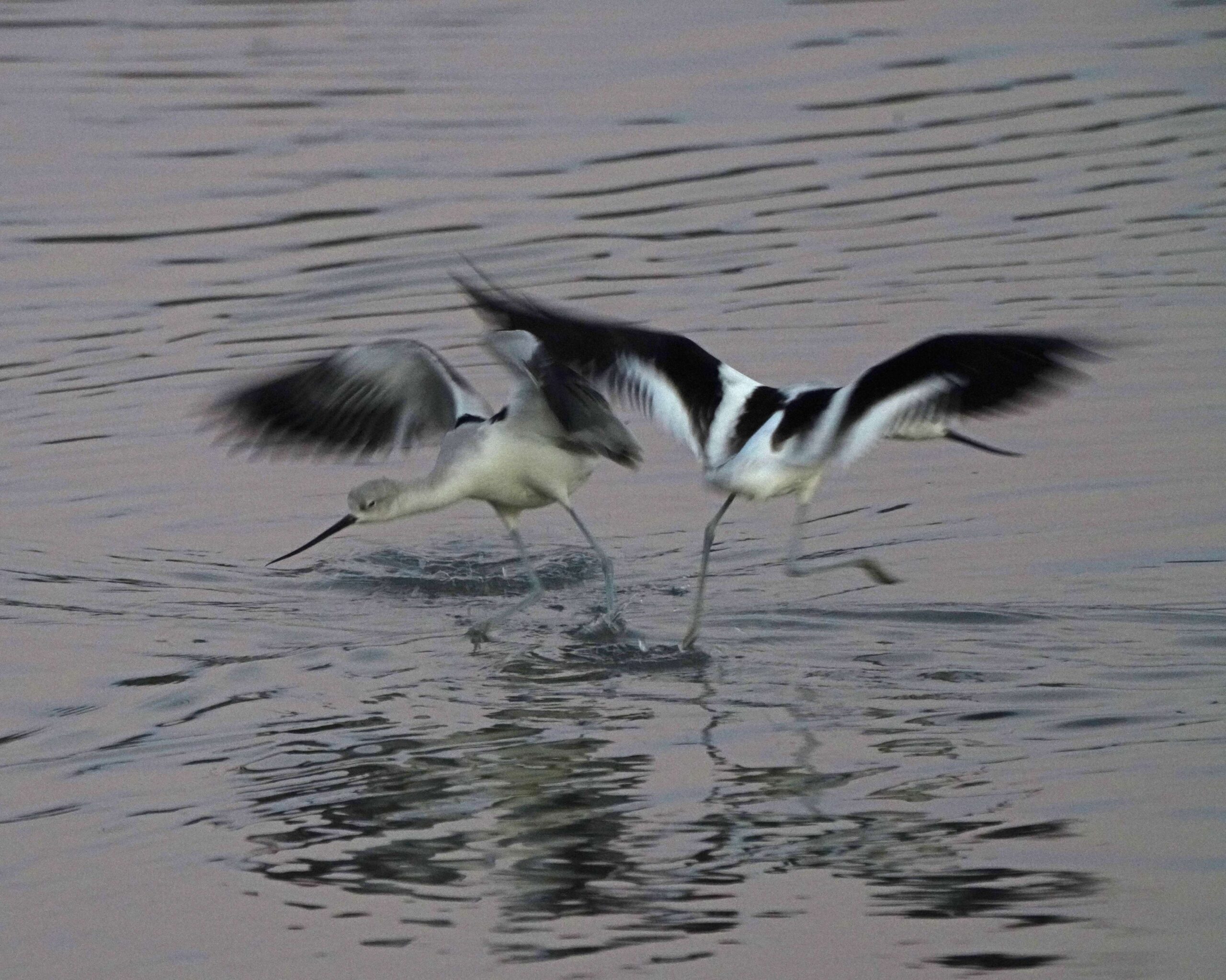American Avocet