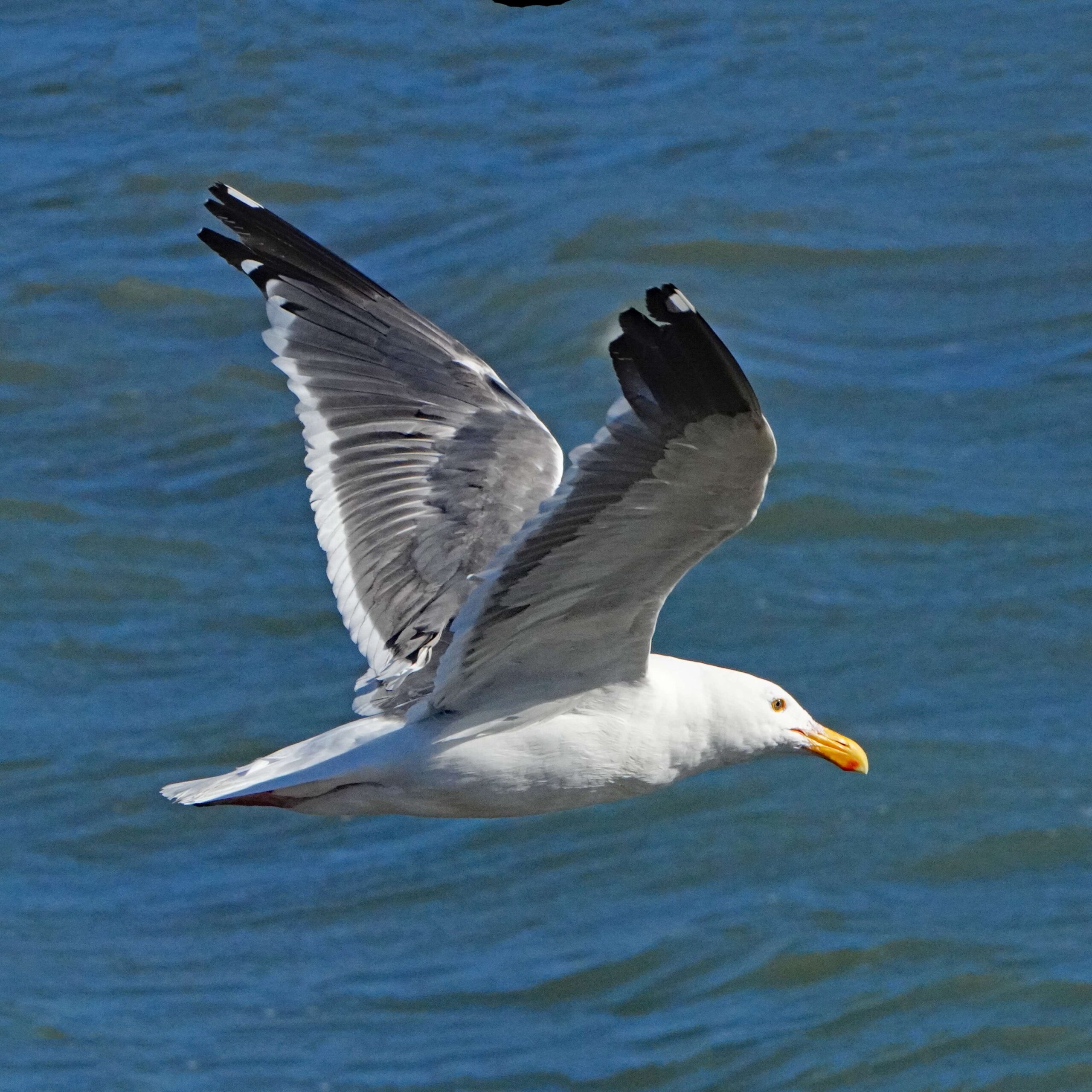 Western Gull