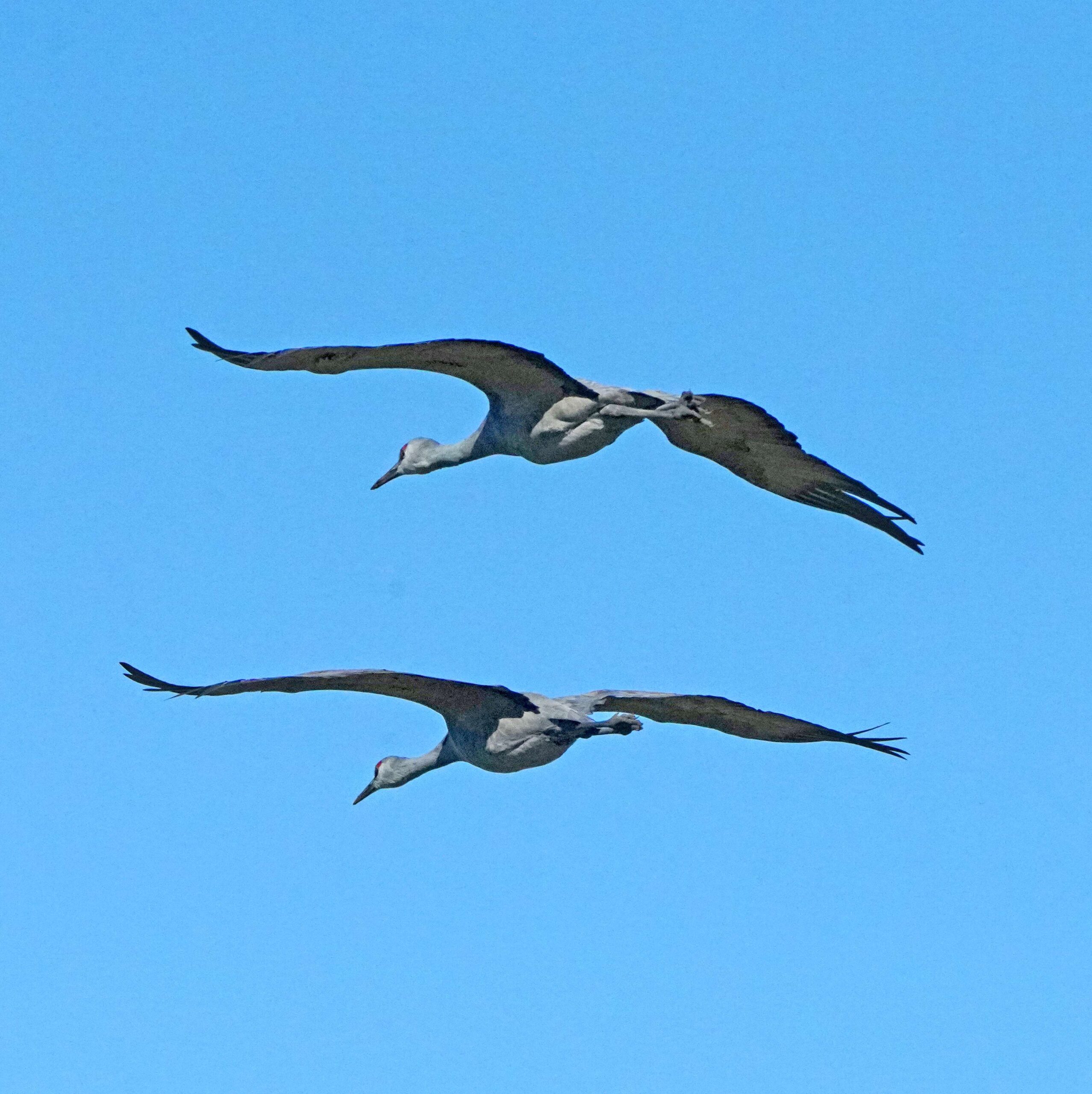 Sandhill Cranes
