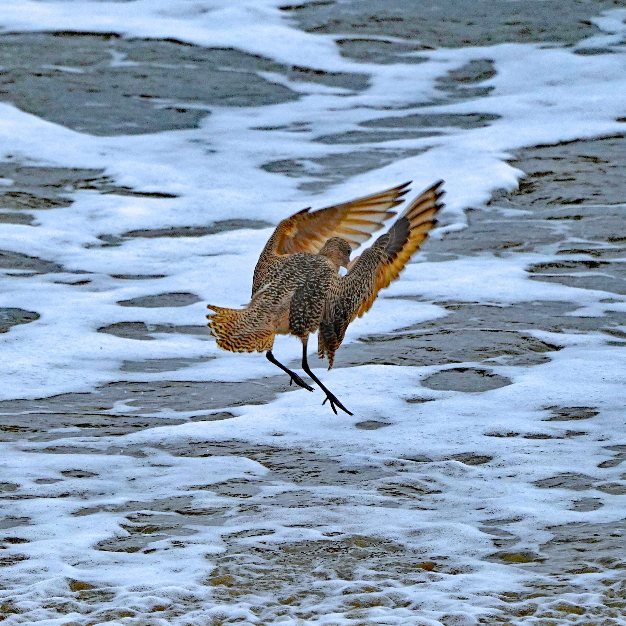 Marbled Godwit