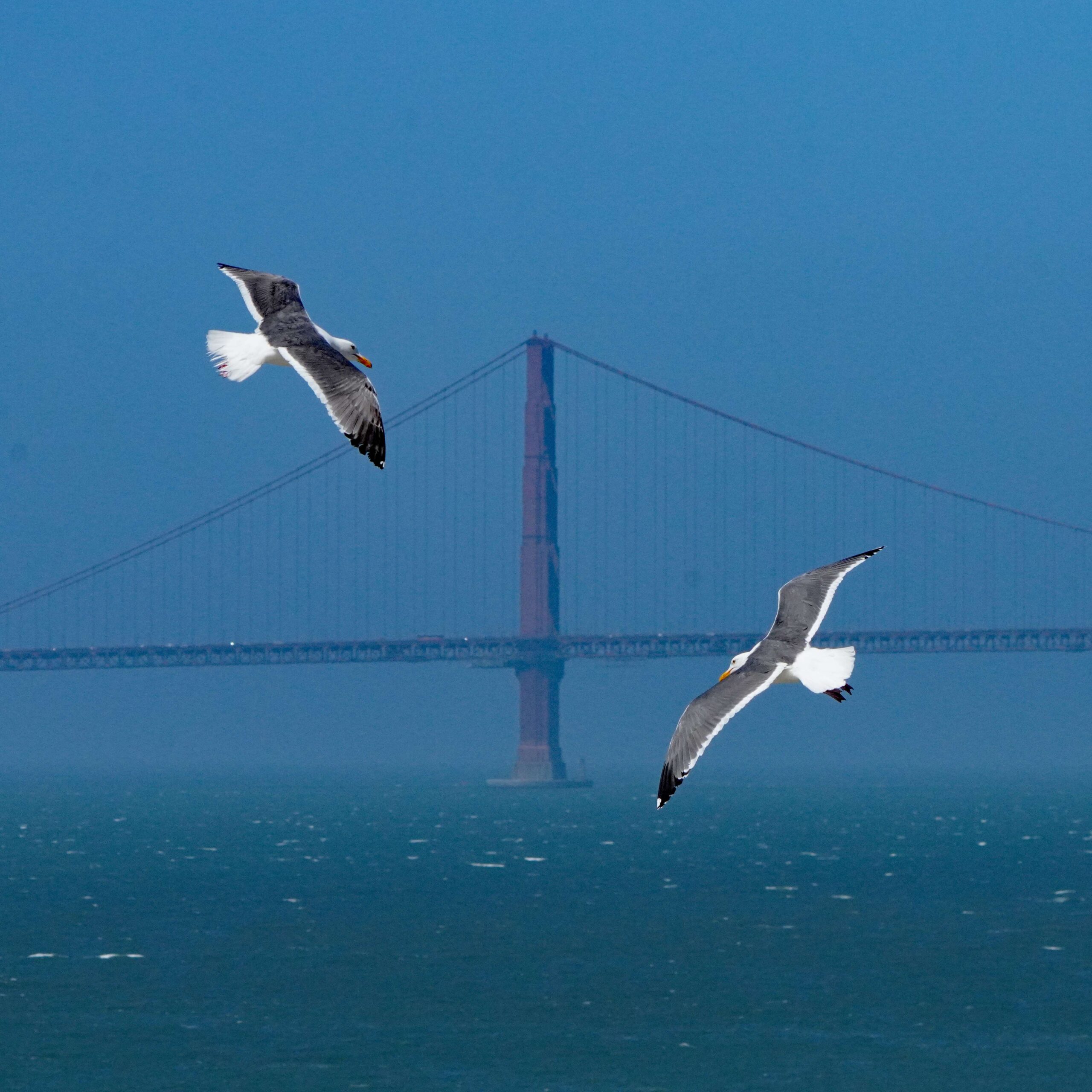 Western Gulls