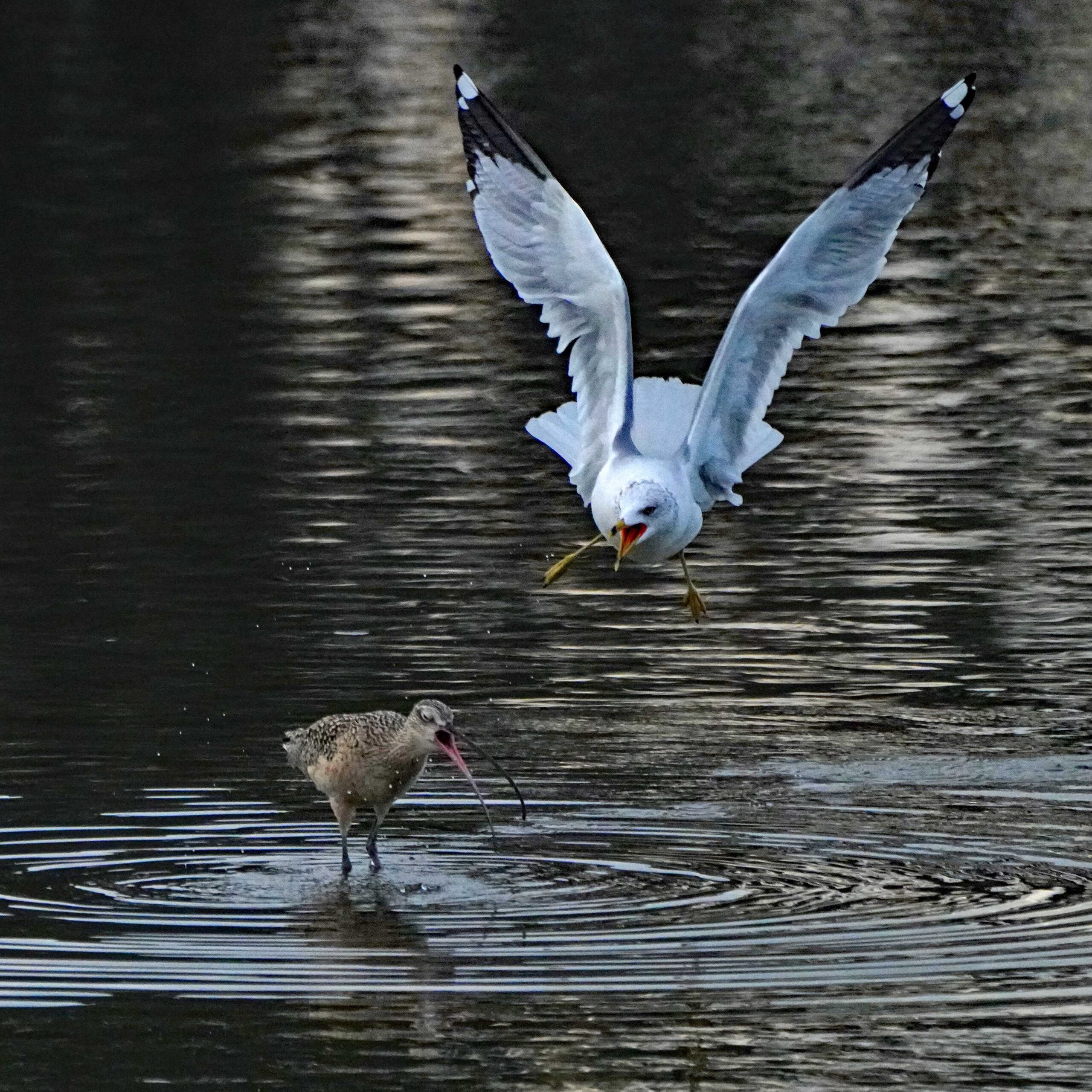 L-b Curlew and Western Gull