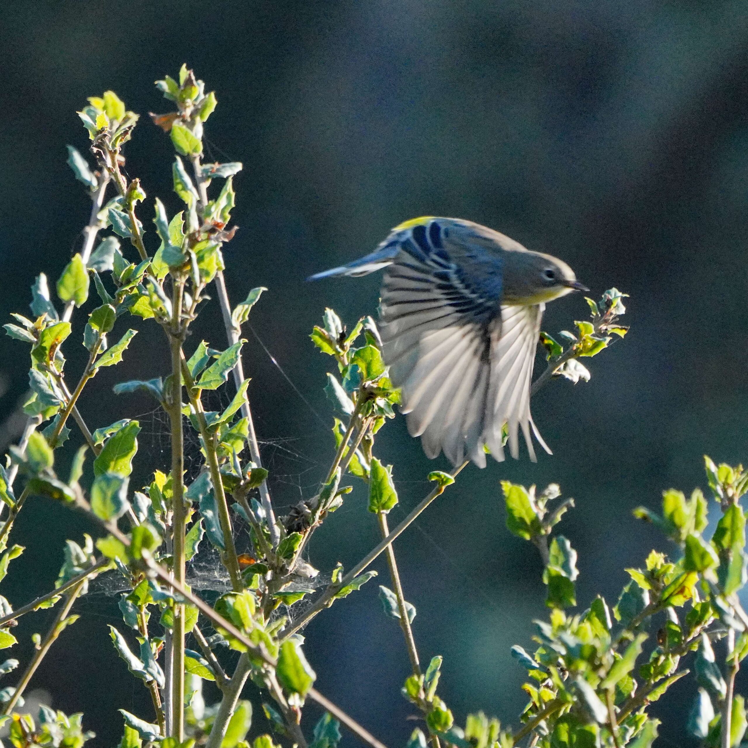 Yellow-rumped Warbler