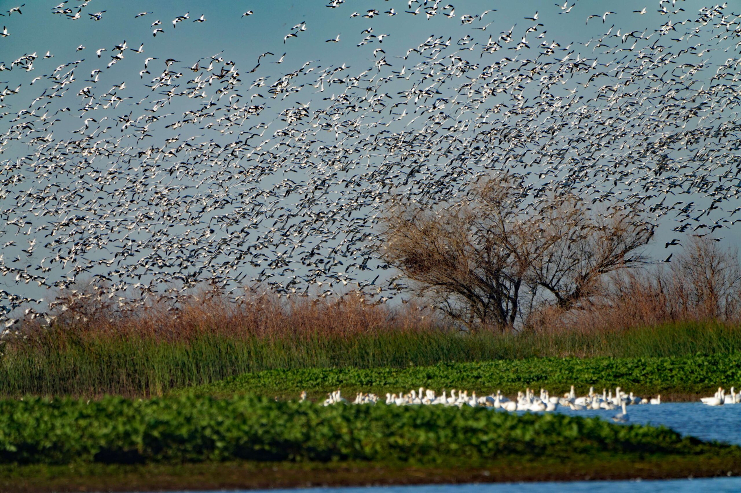 Snow Geese