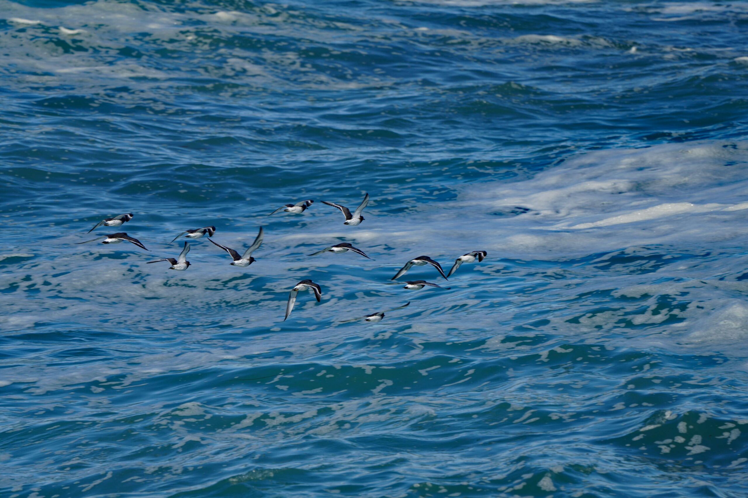 Black Turnstones