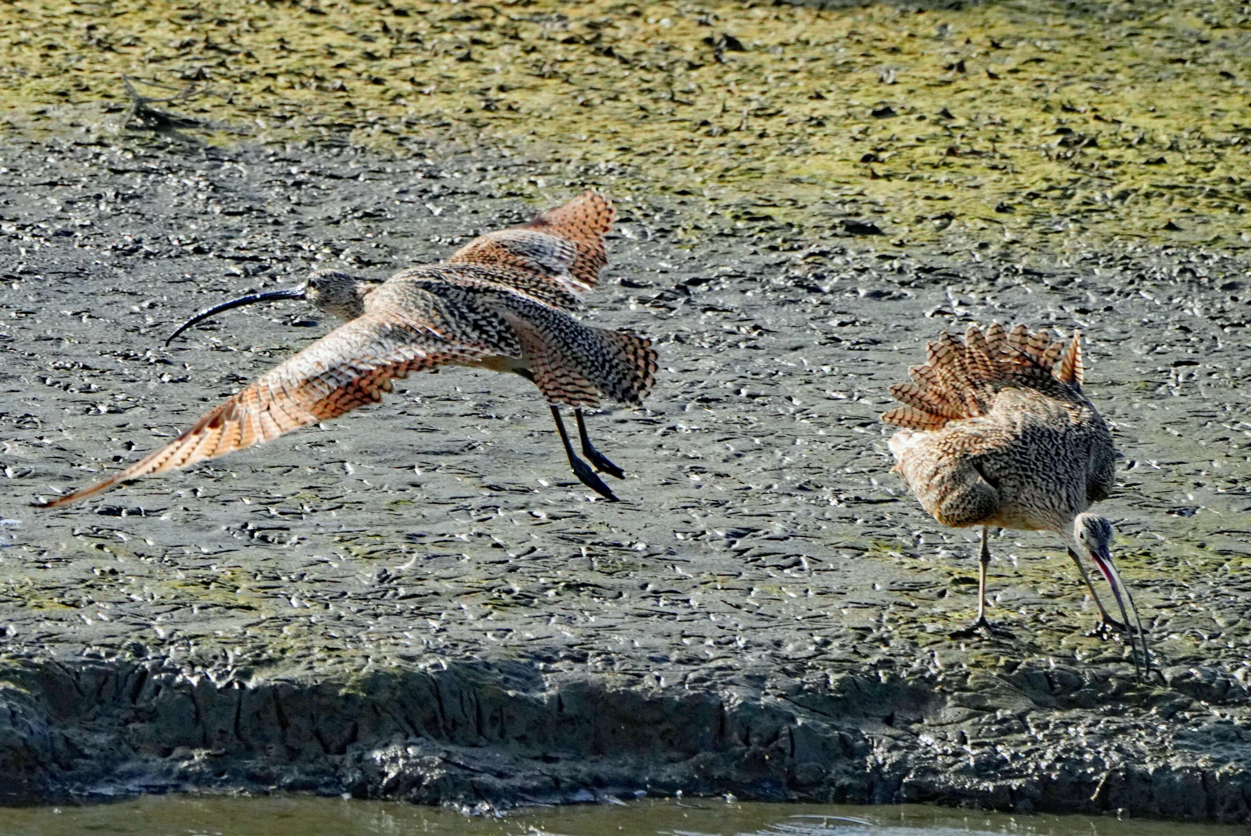 Long-billed Curlews