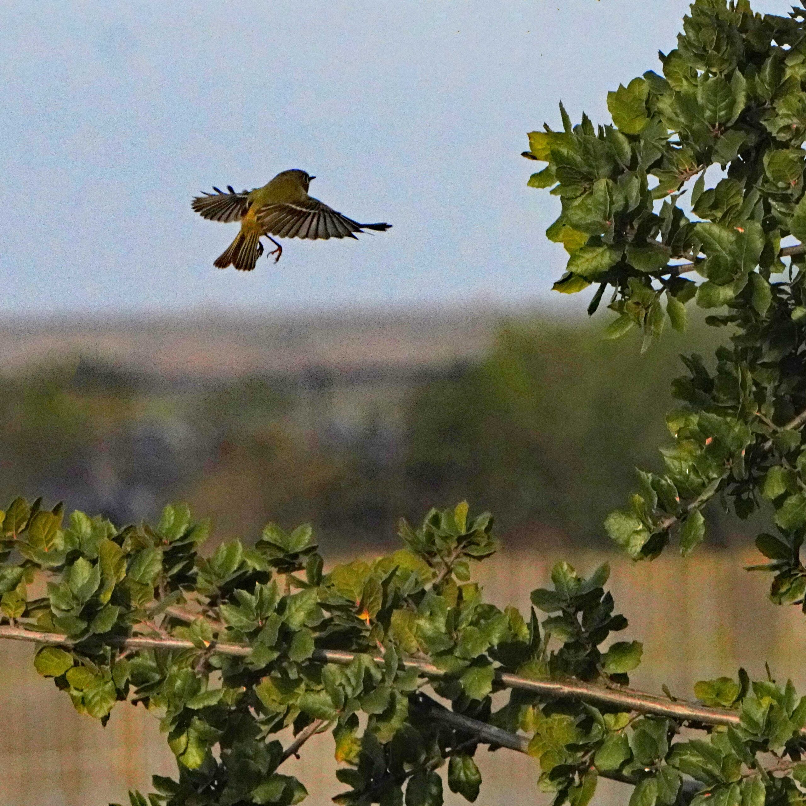 Yellow-rumped Warbler