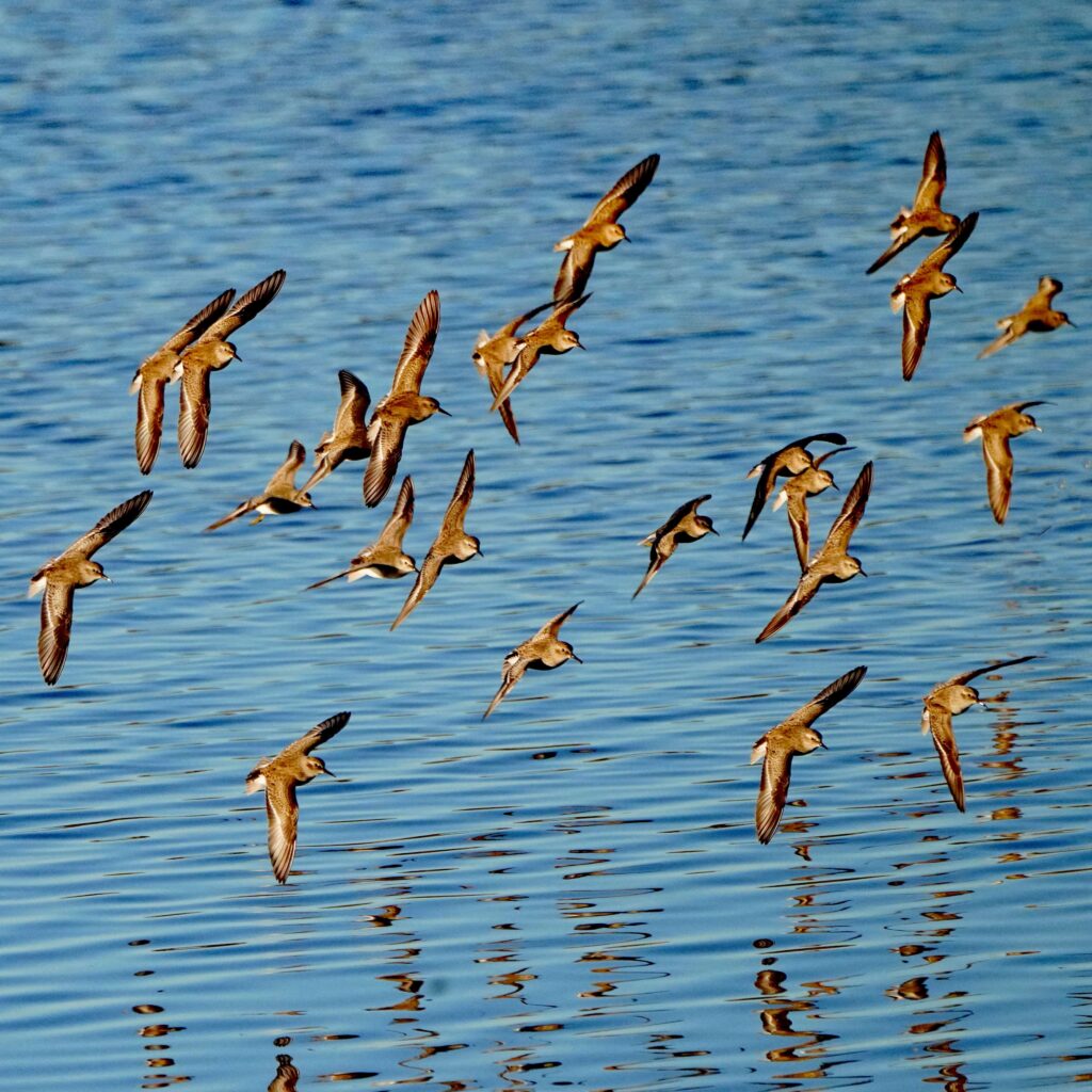 Least sandpipers