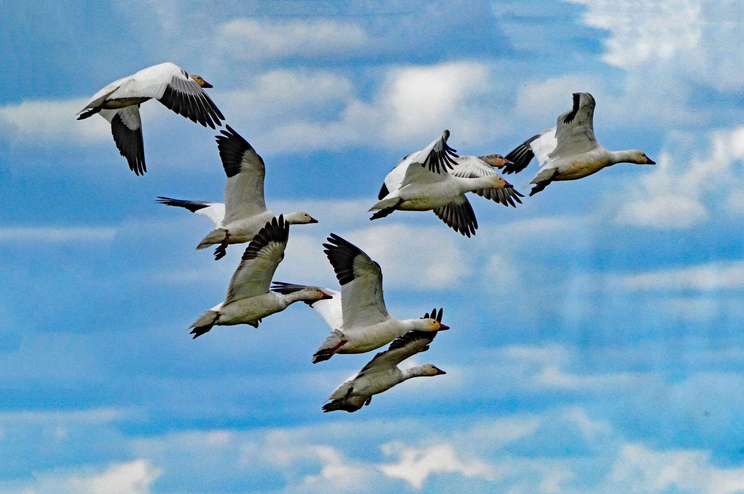 Snow Geese