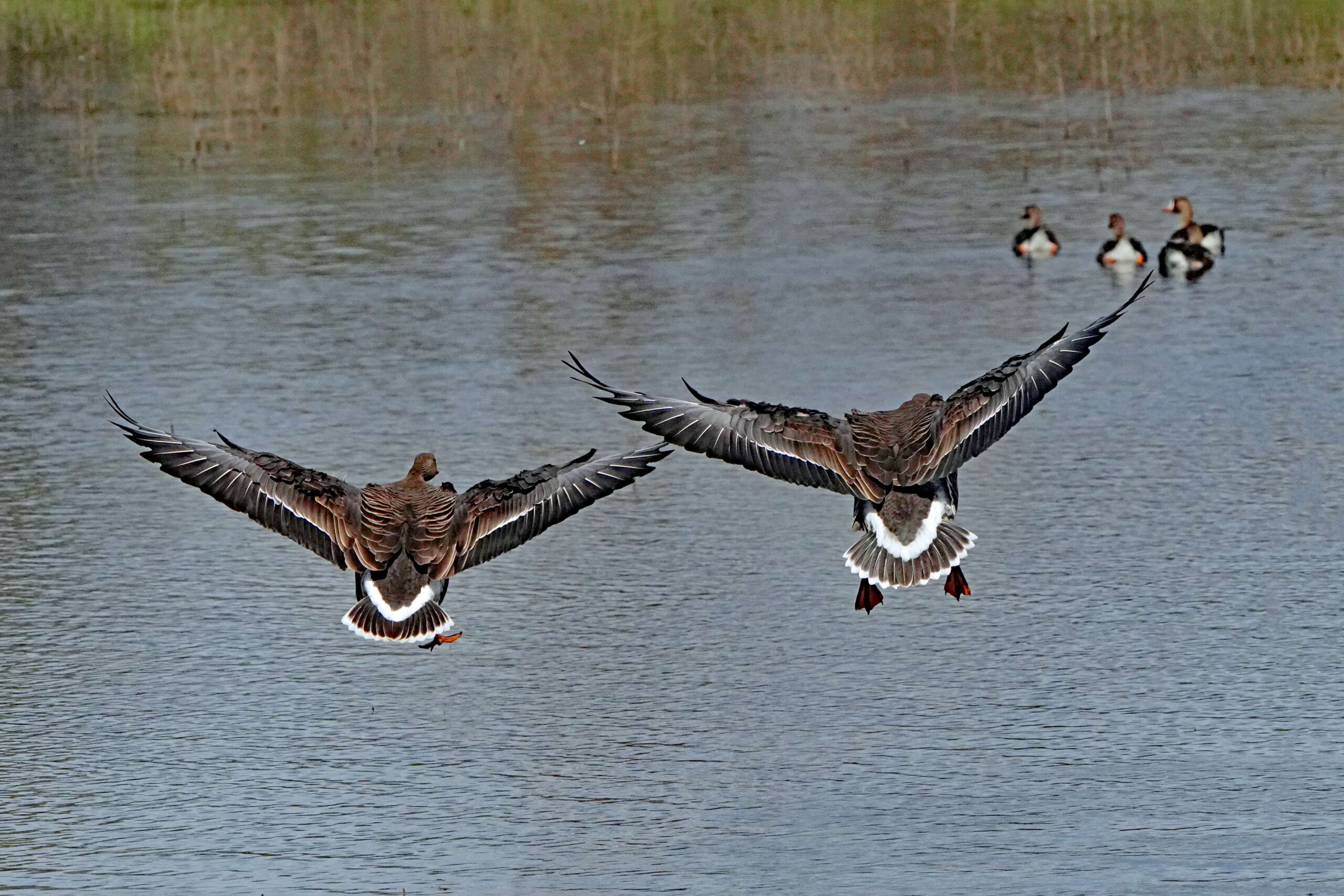 White-fronted Geese