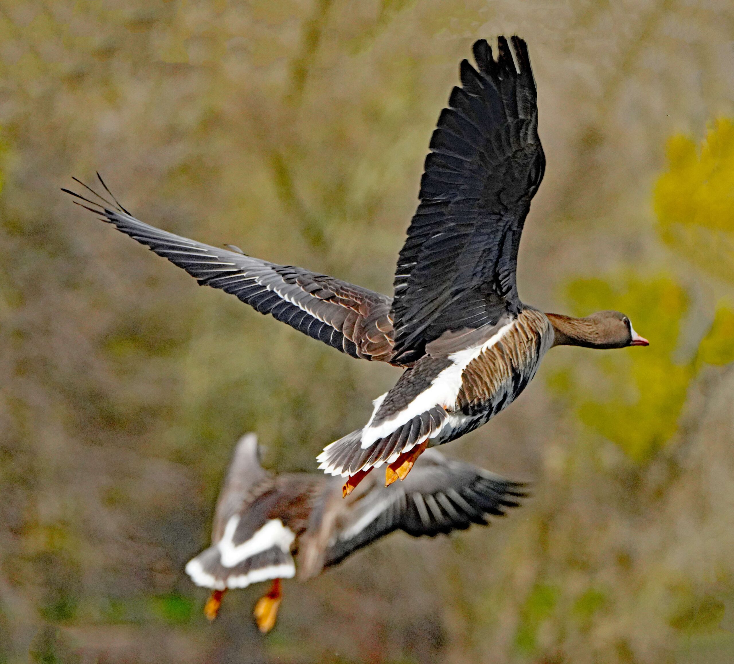 White-fronted Geese