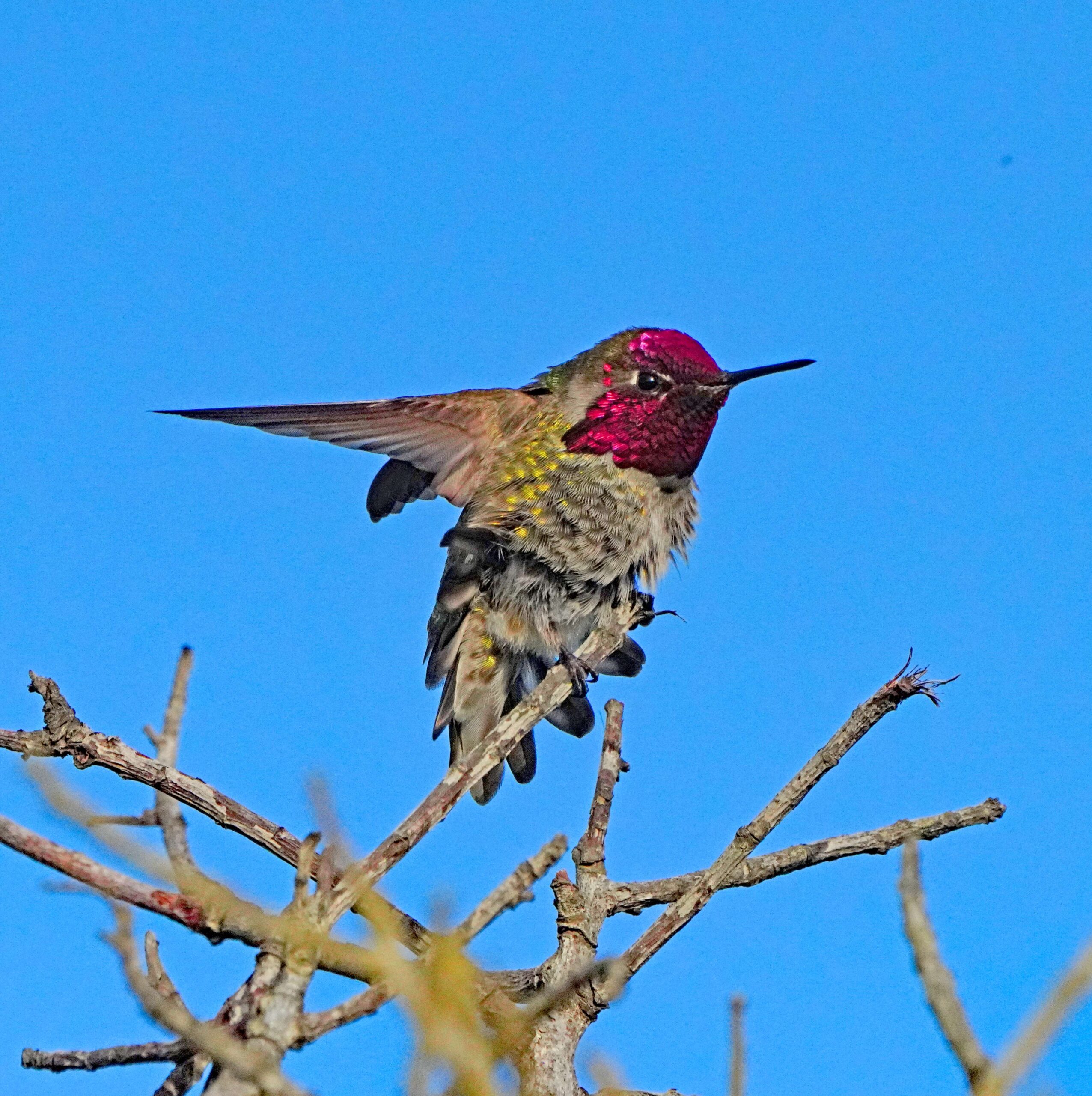 Anna's Hummingbird