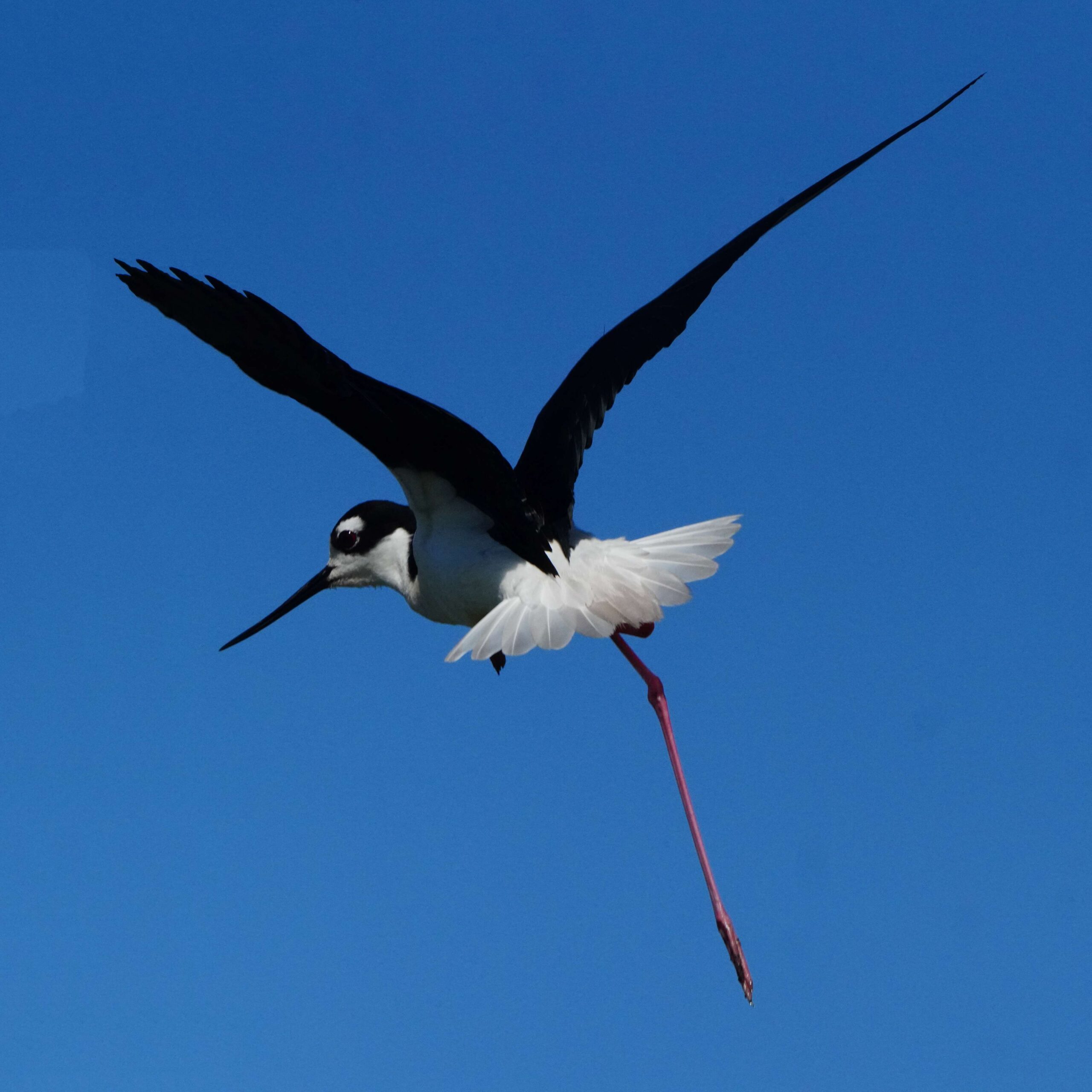 Black-necked Stilt