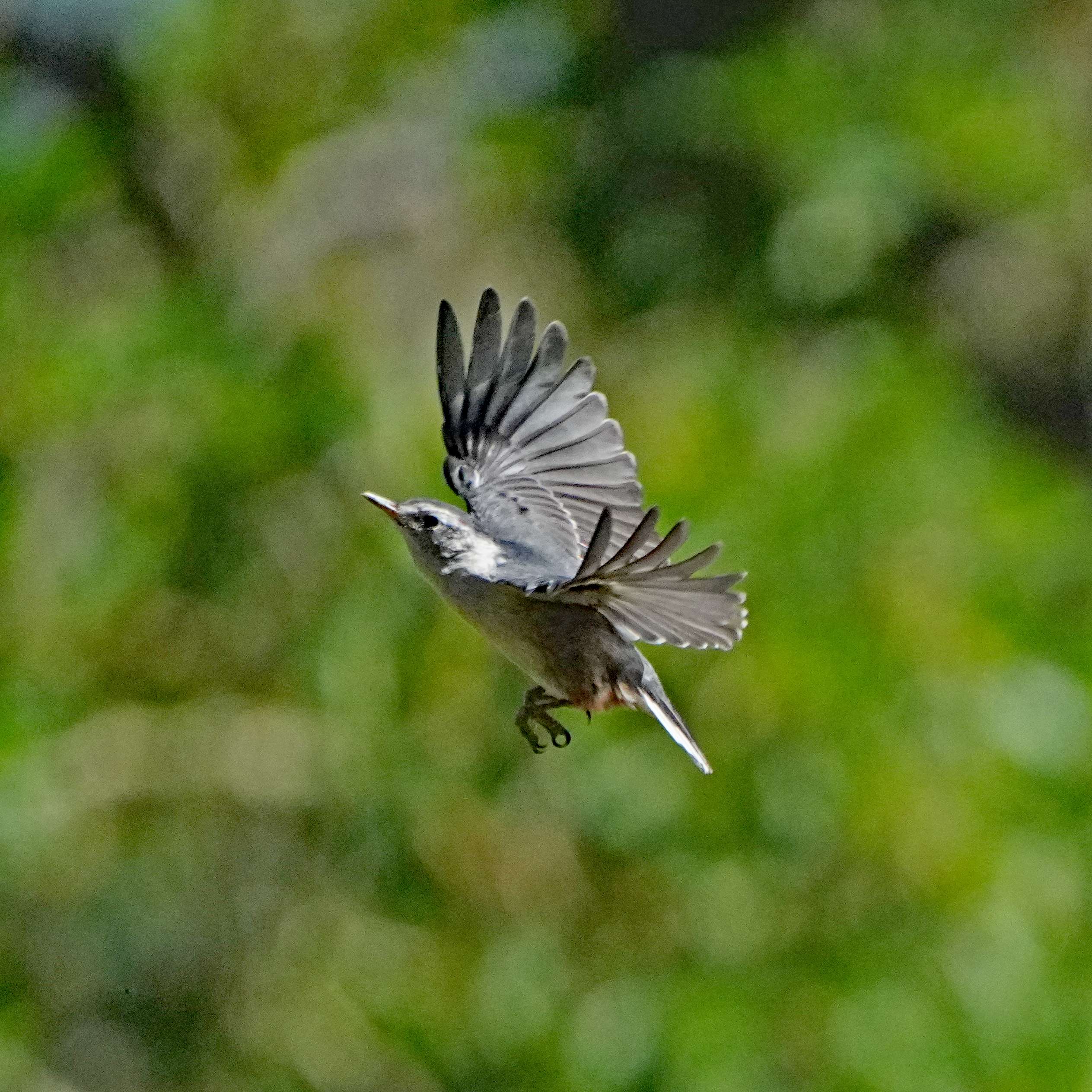 White-breasted Nuthatch