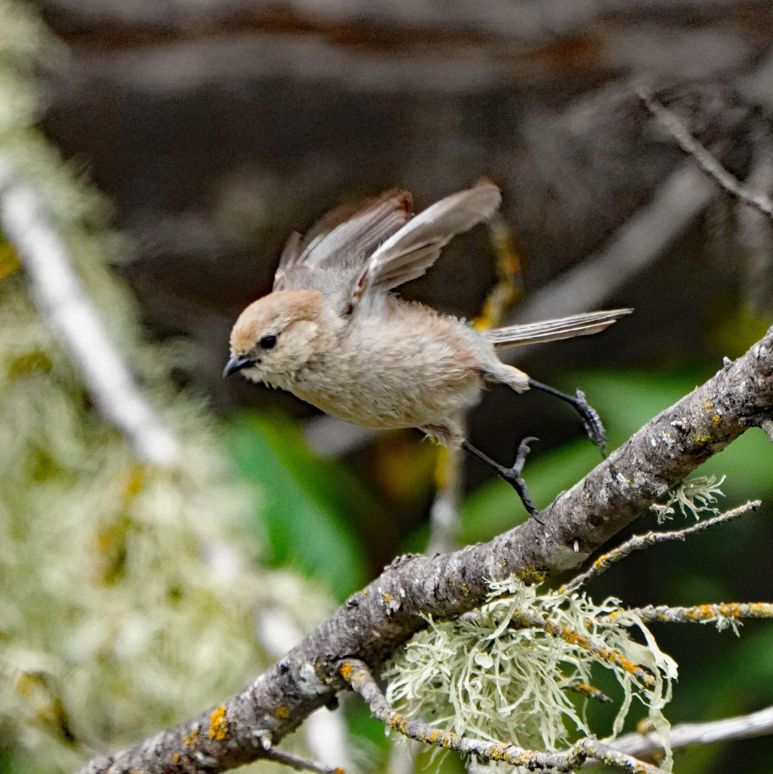 American Bushtit