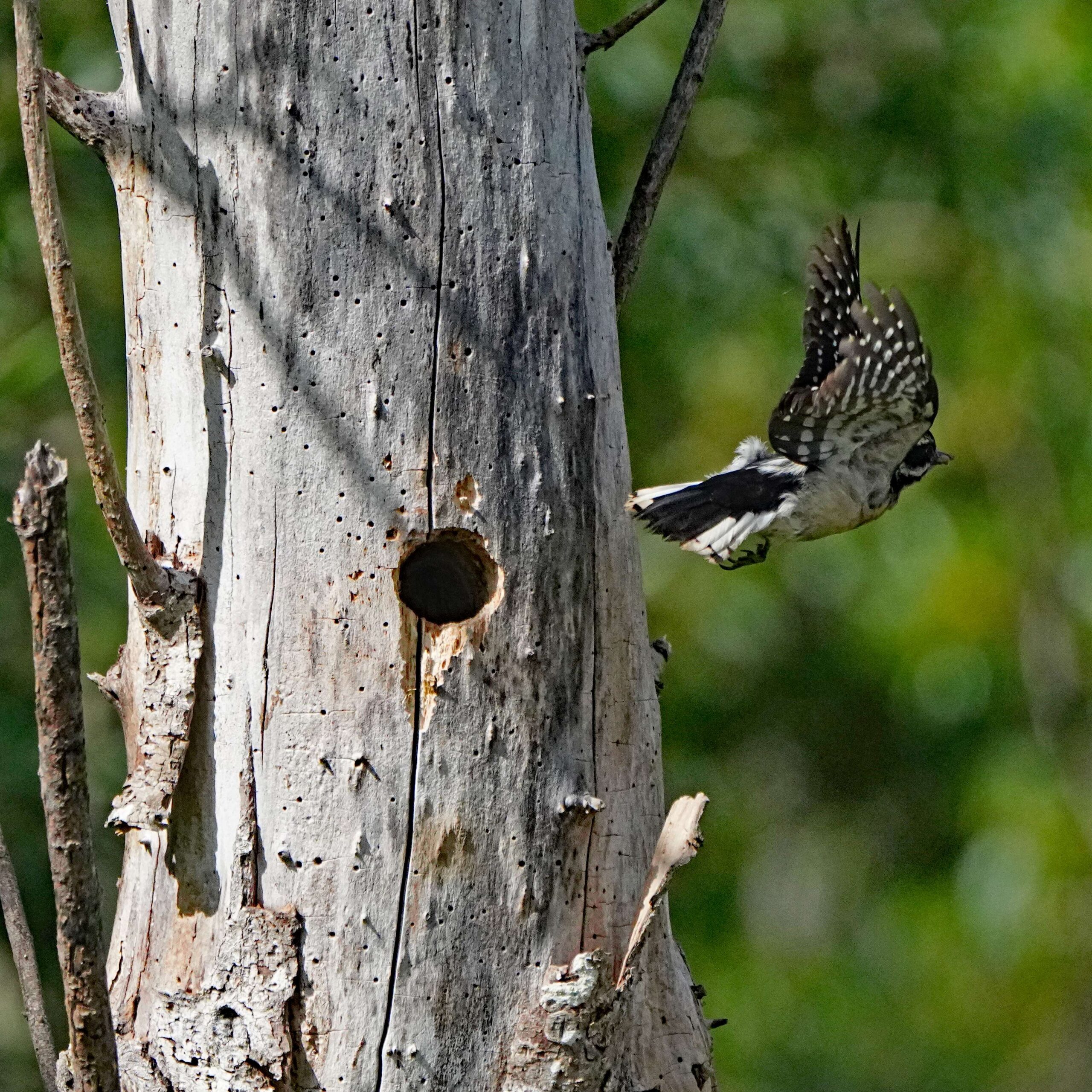Downy Woodpecker