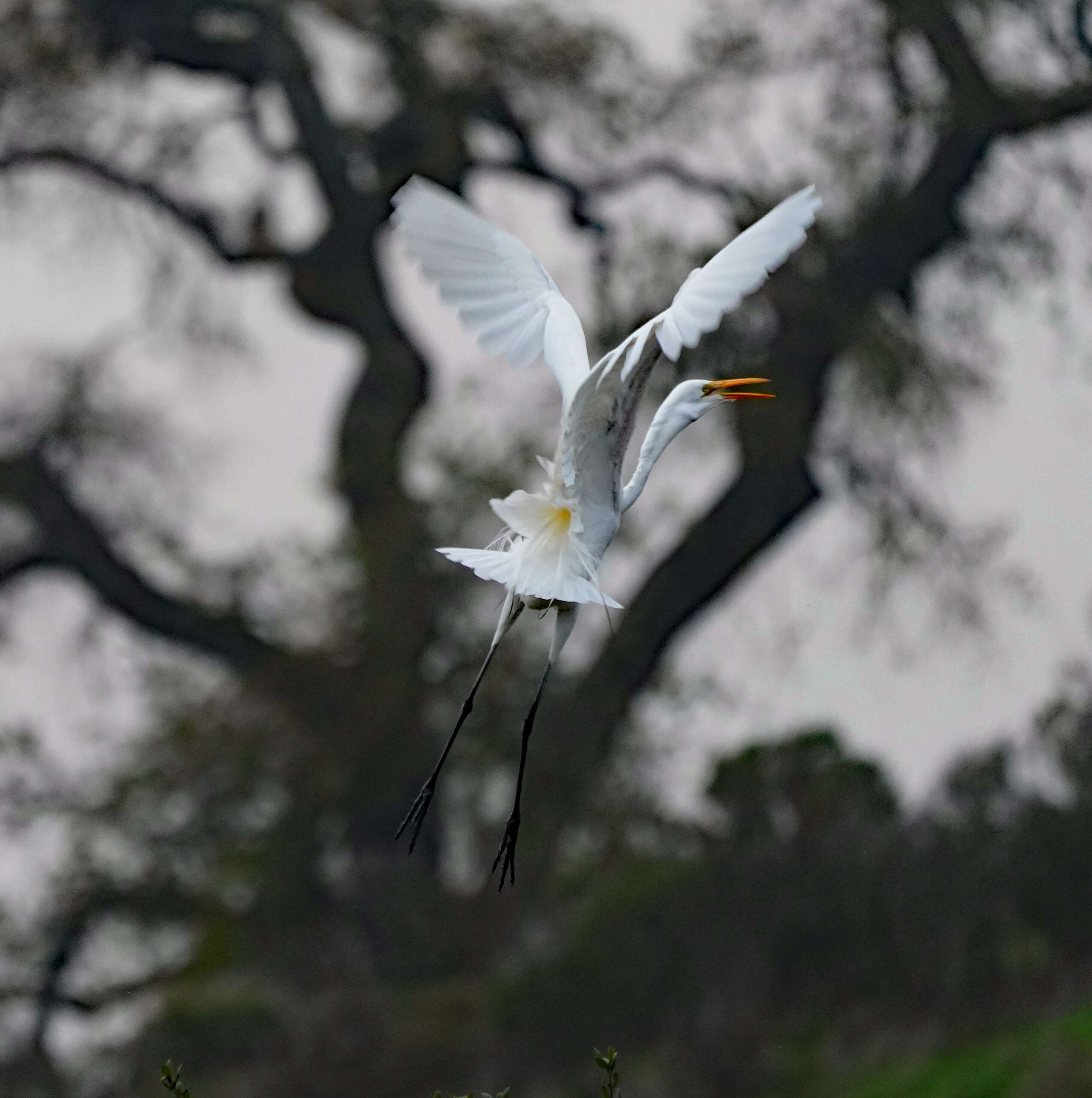 Great Egret