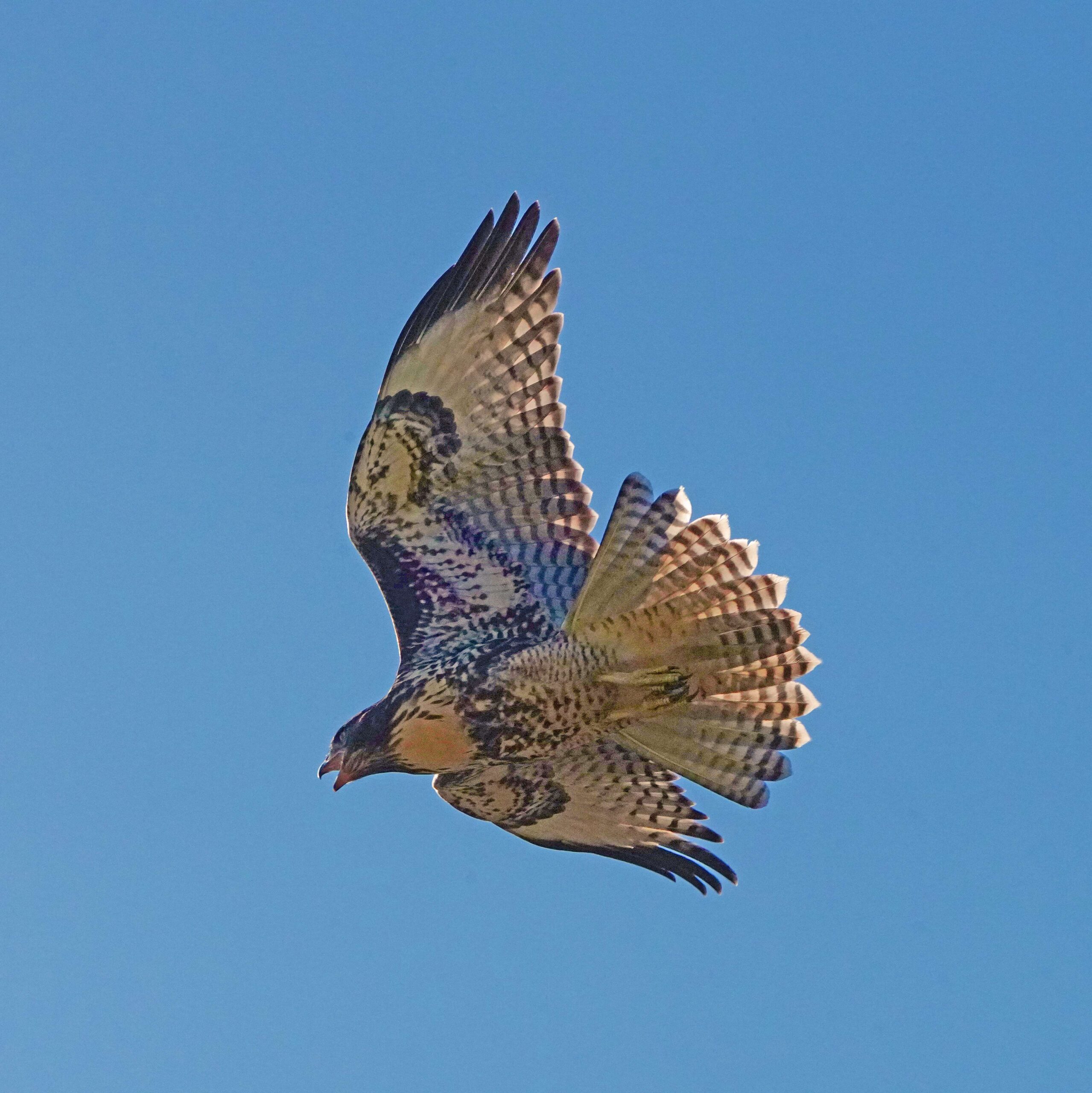 Red-tailed Hawk