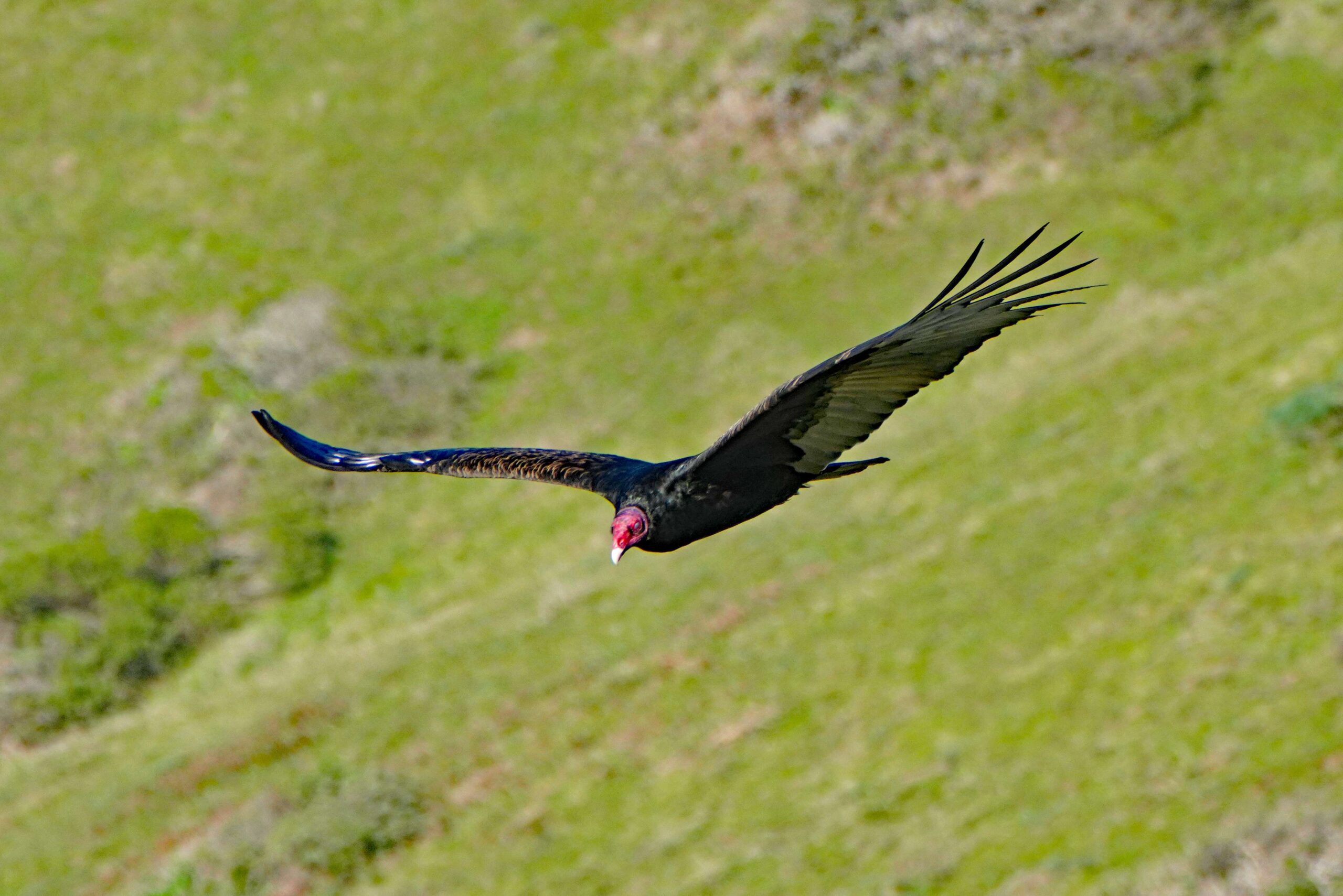 Turkey Vulture