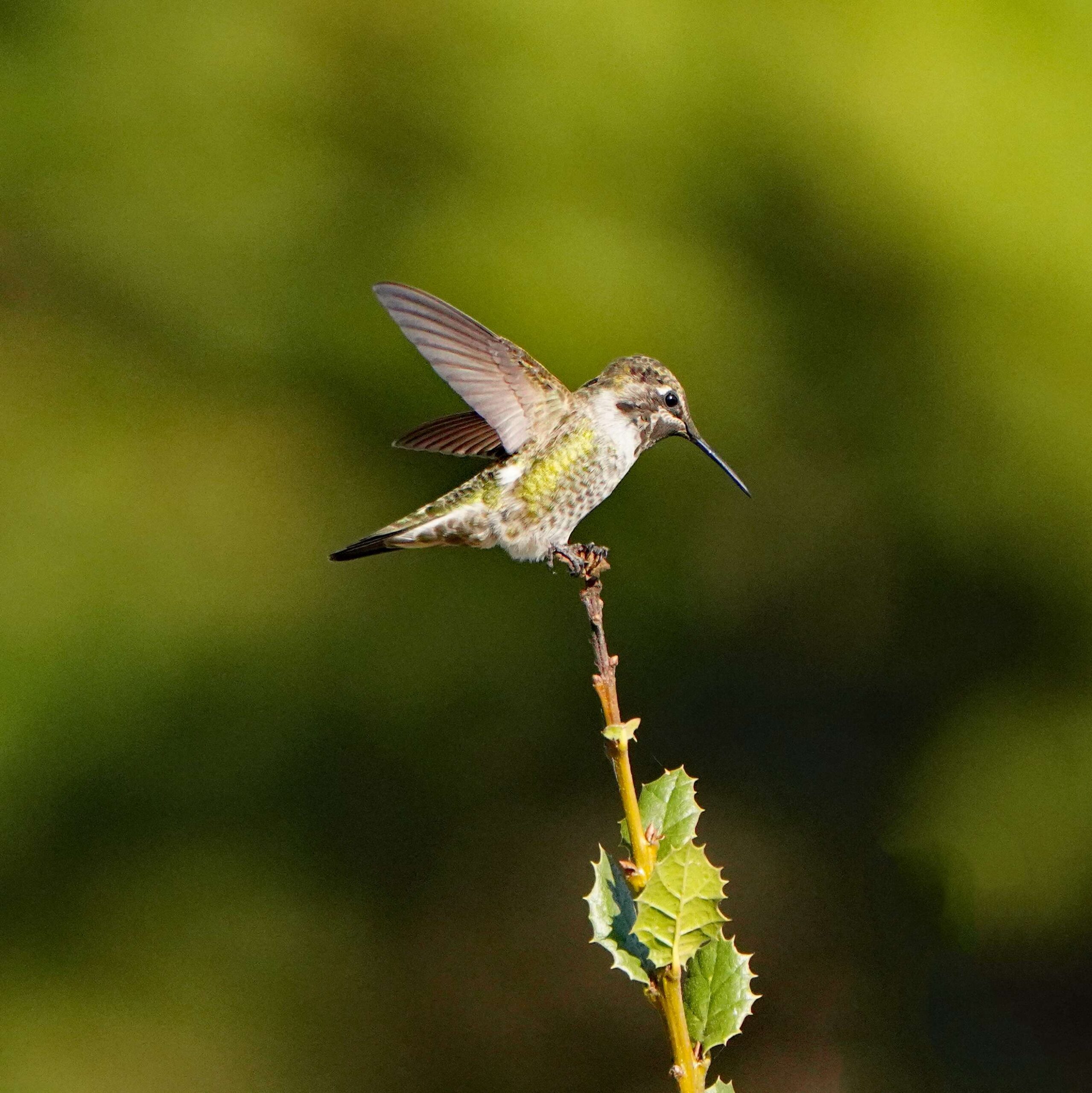 Anna's Hummingbird