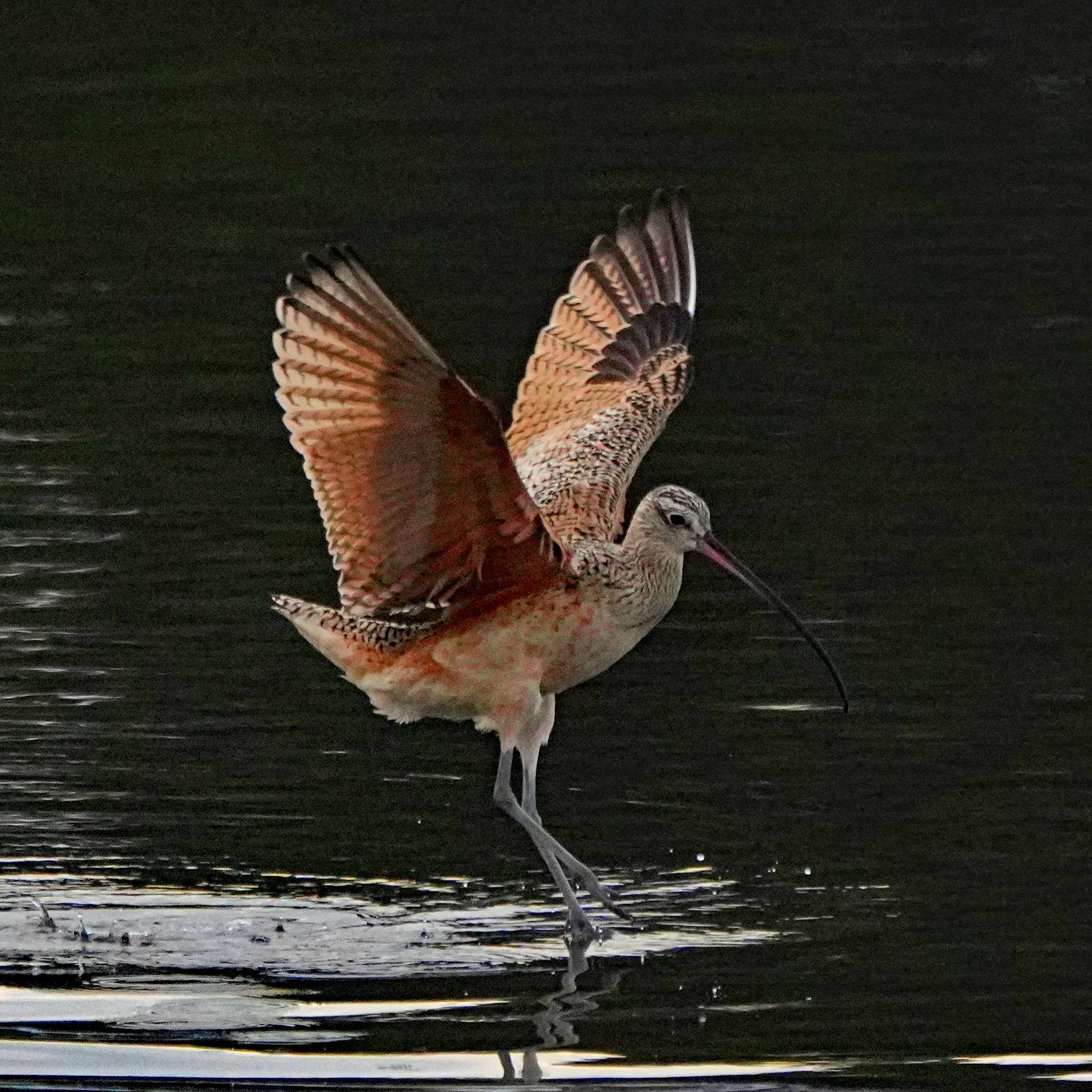 Long-billed Curlew