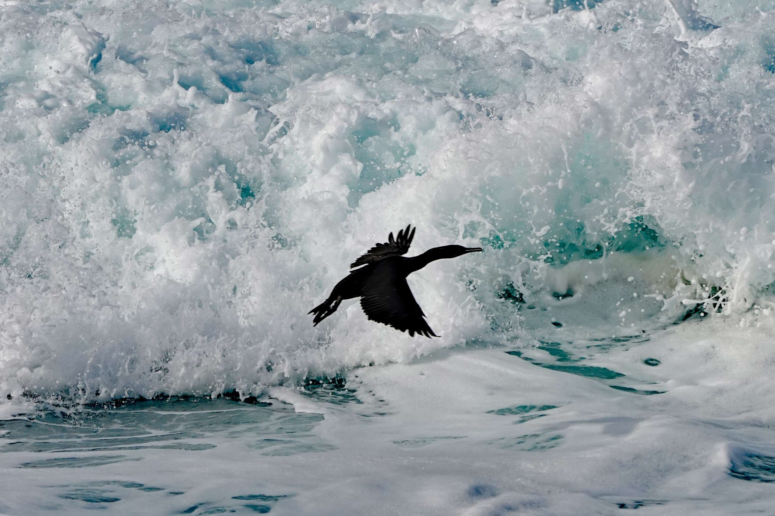Pelagic Cormorant