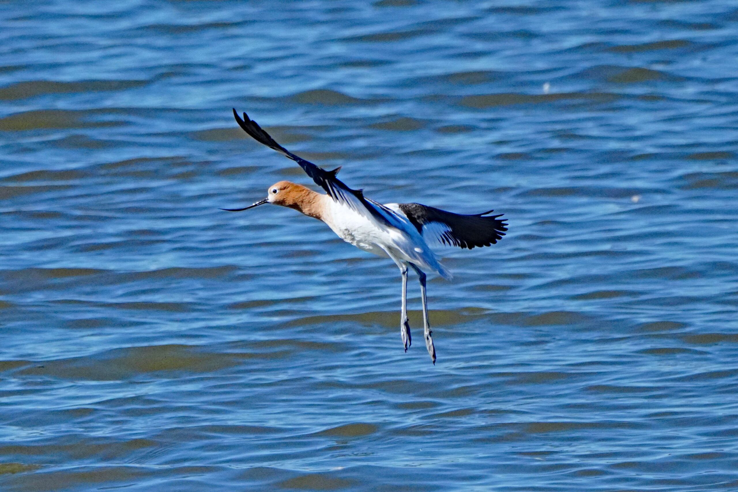 American Avocet