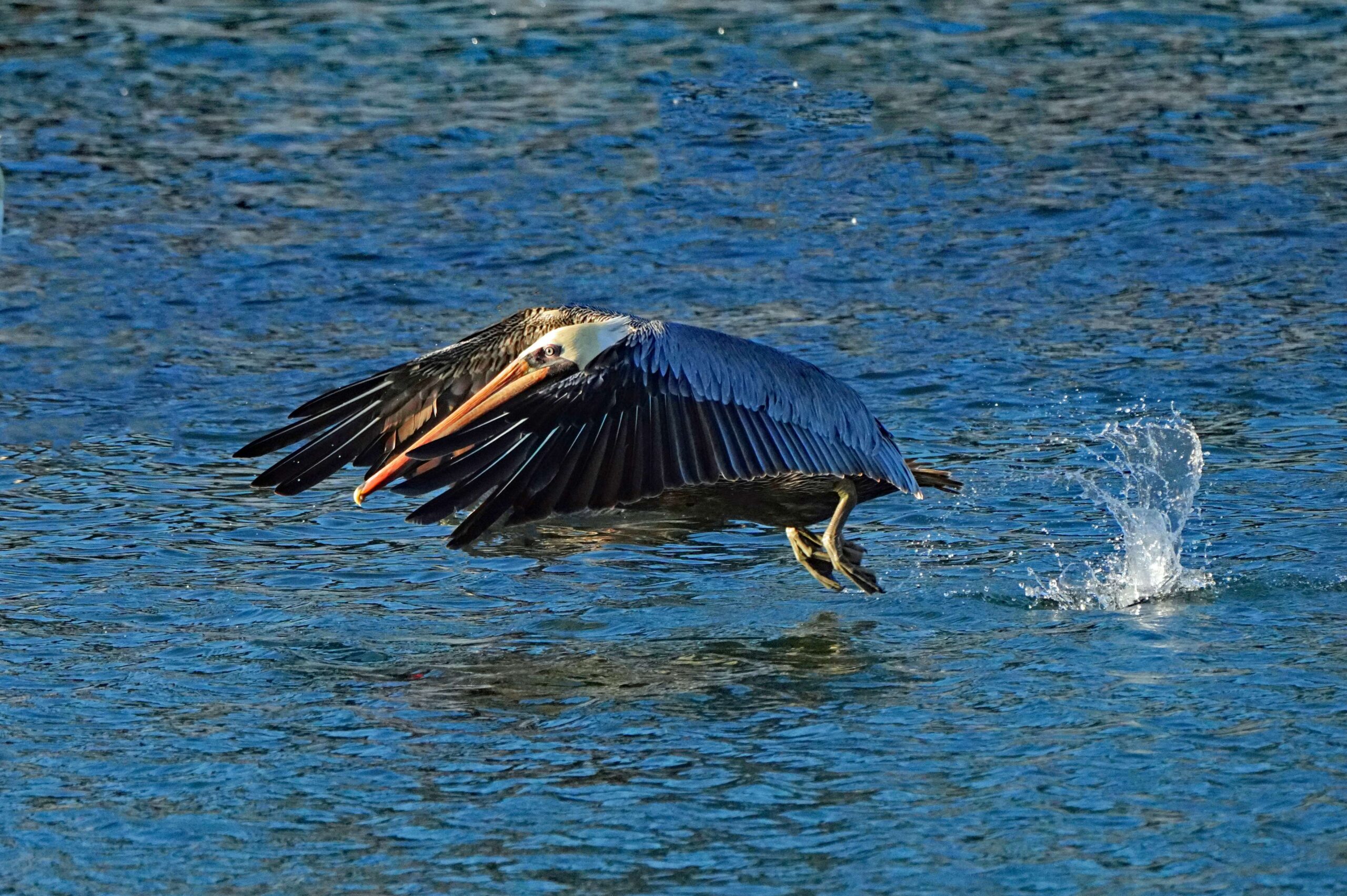 Brown Pelican