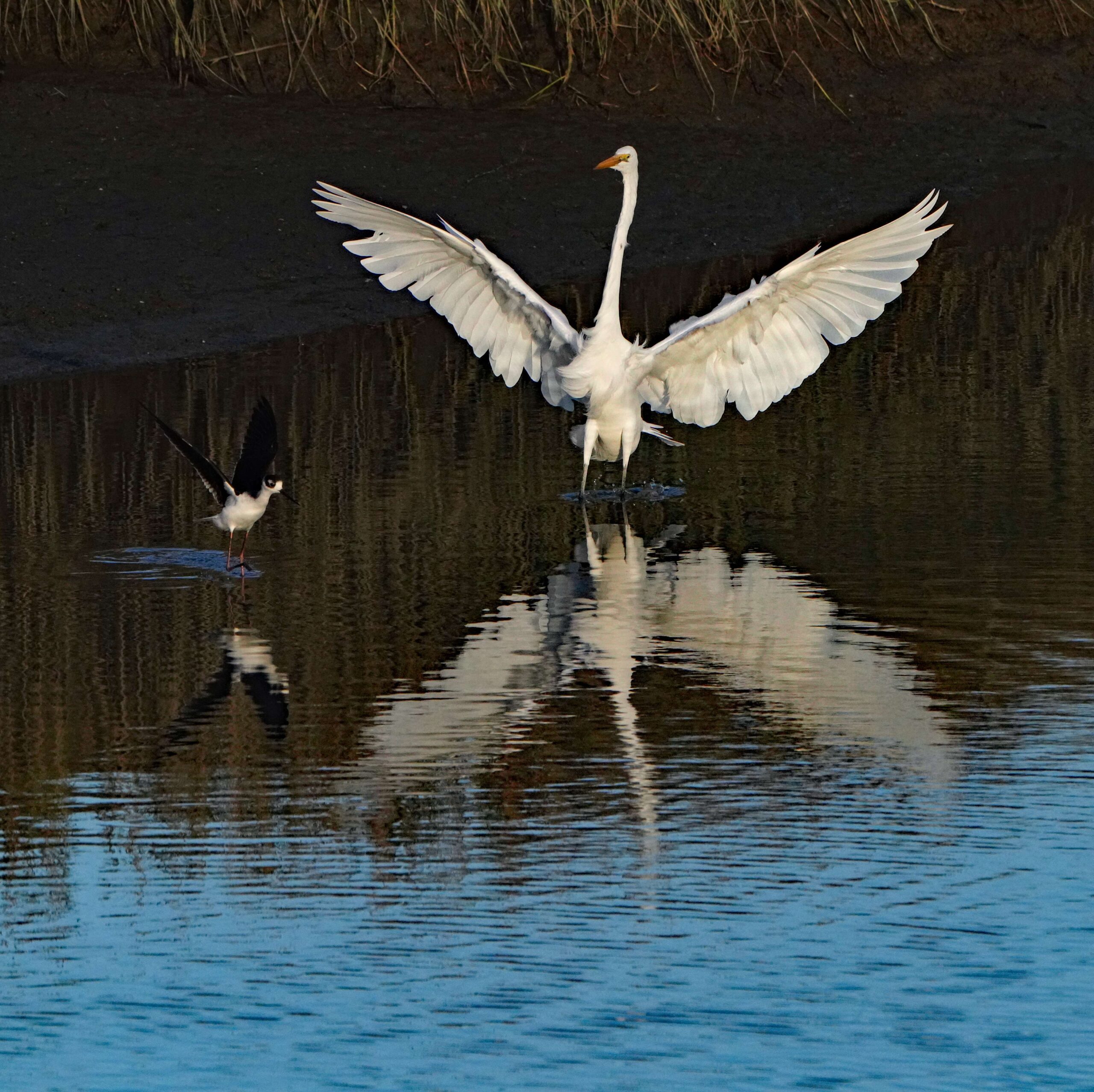 Great Egret and Black-necked Stilt