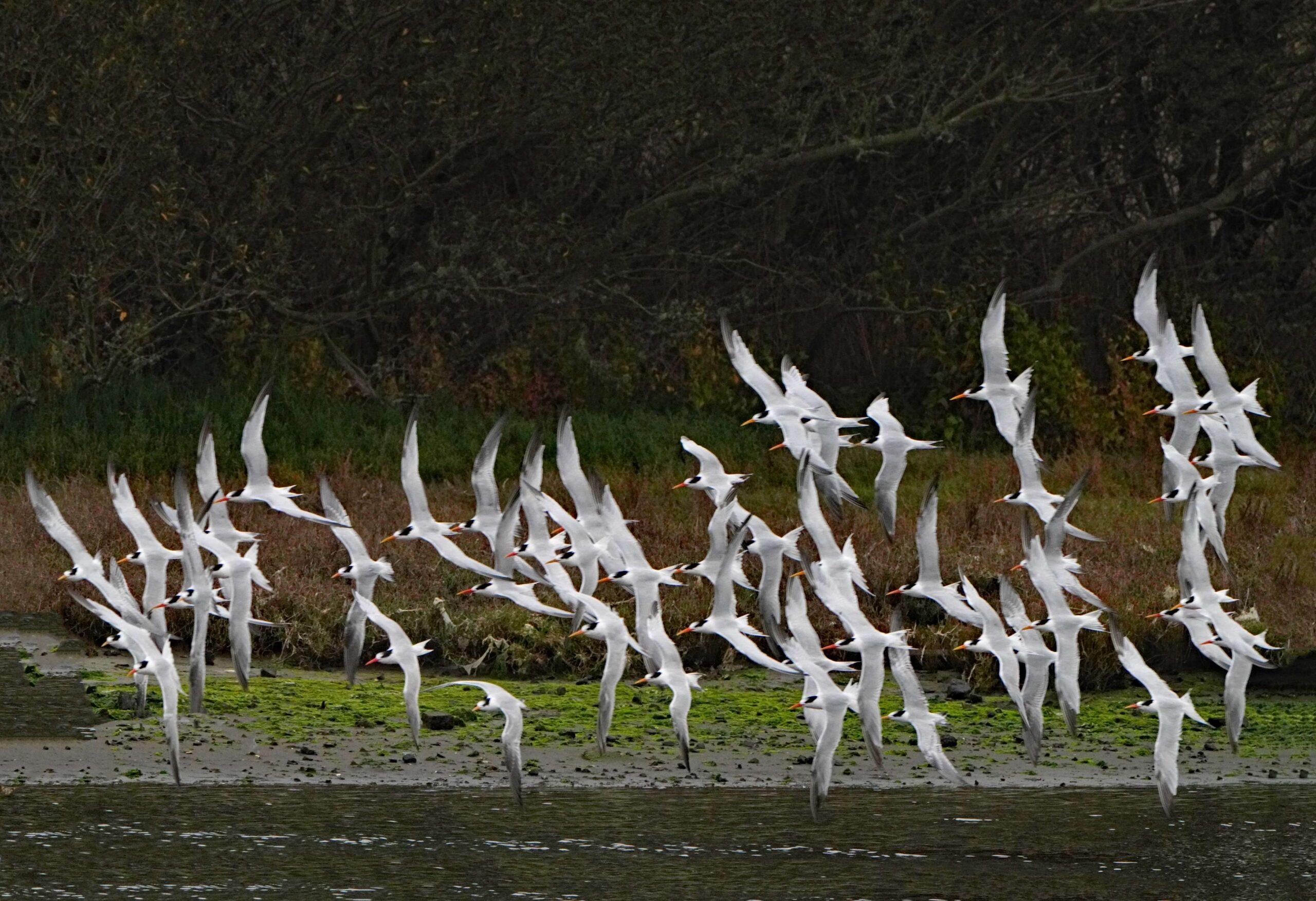 Elegant Terns