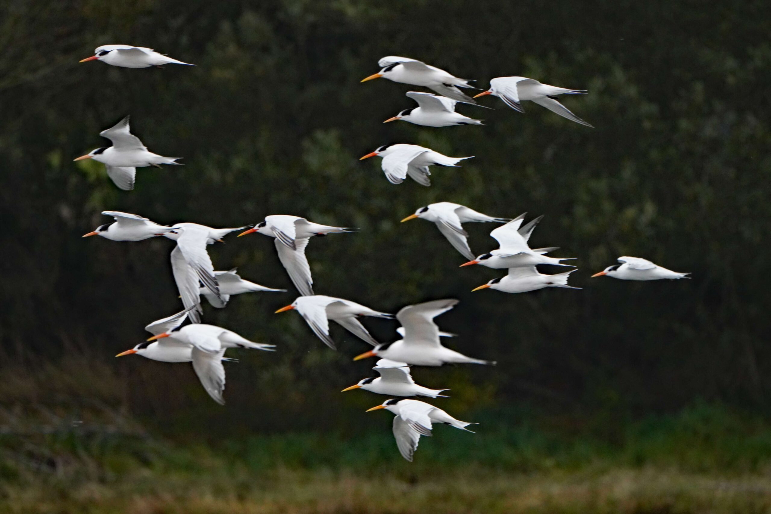 Elegant Terns